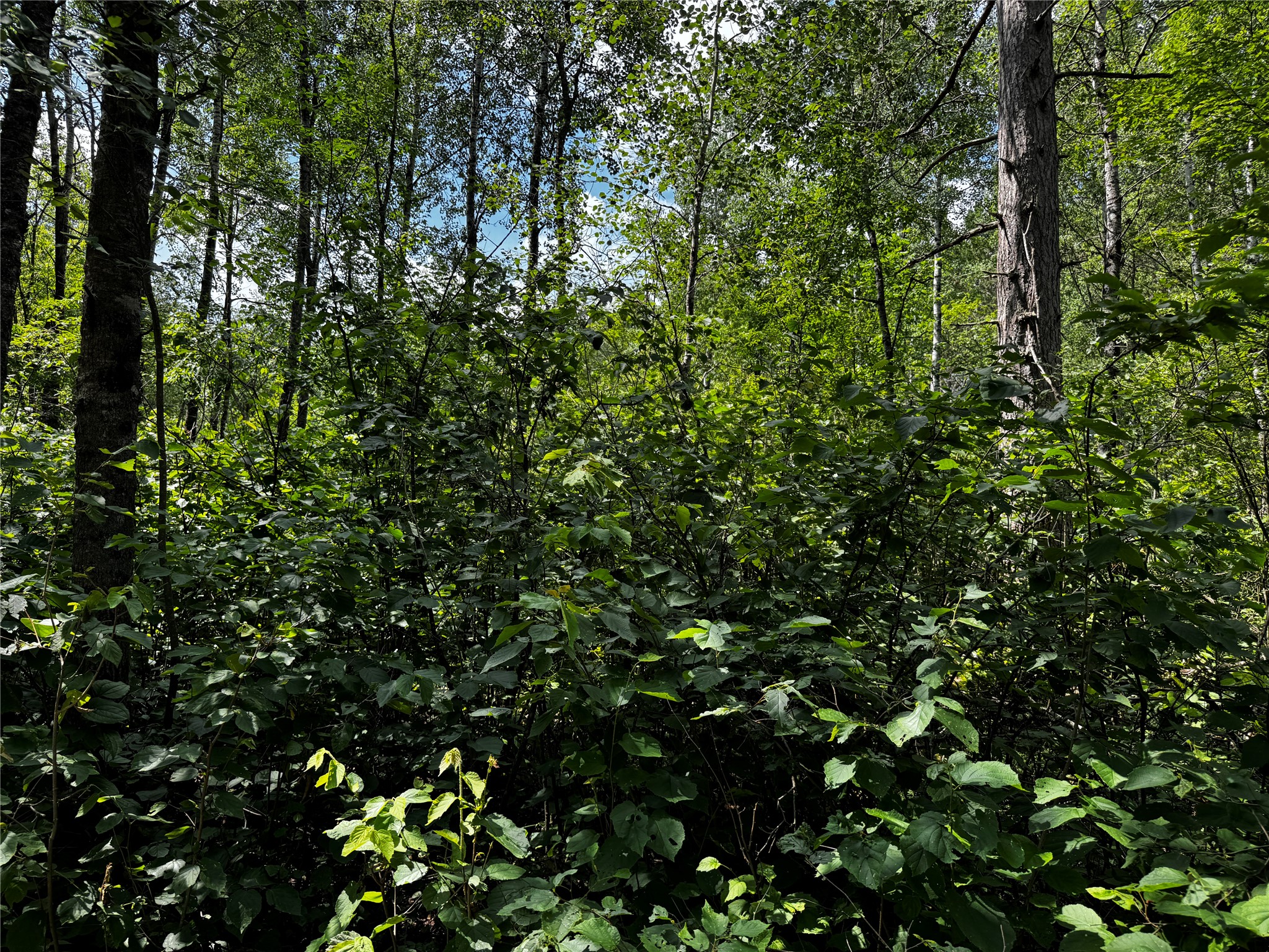Lot 12 Cassandra Road Property Photo 3
