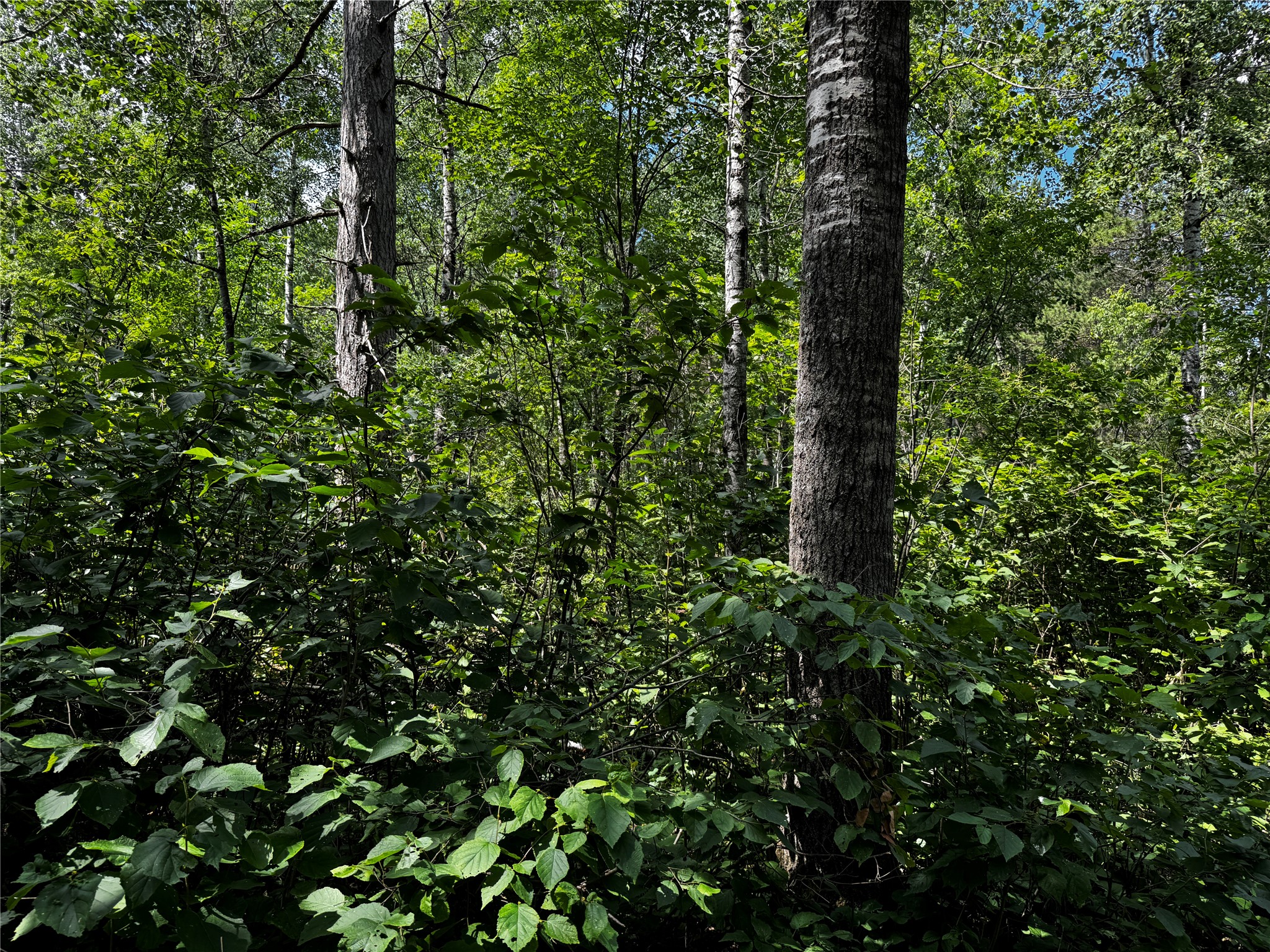 Lot 12 Cassandra Road Property Photo 4