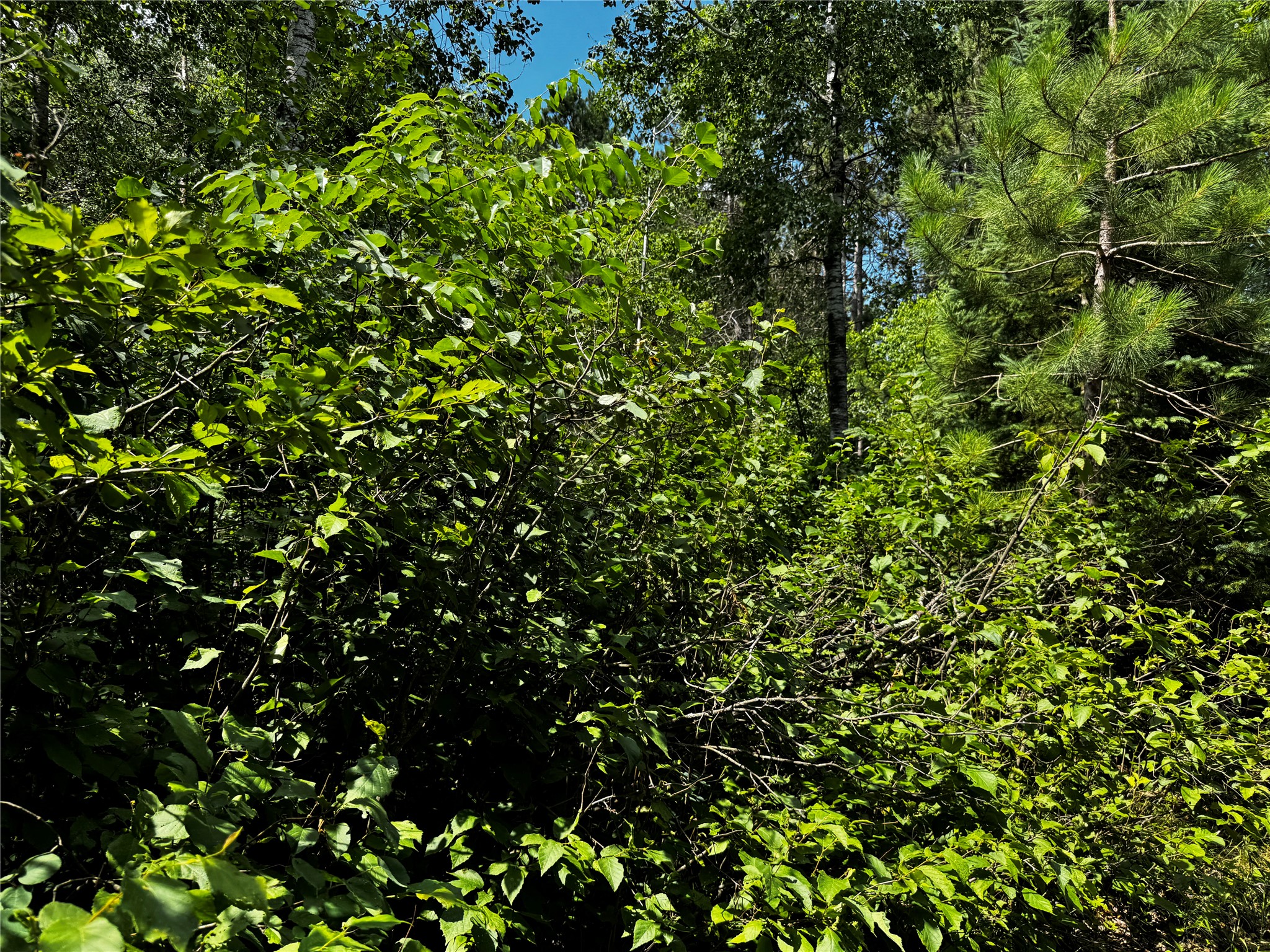 Lot 12 Cassandra Road Property Photo 8