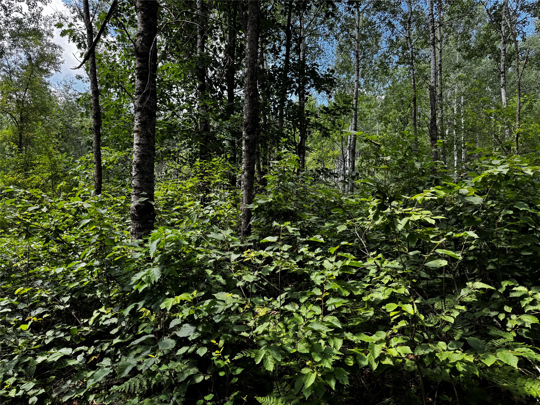 Lot 12 Cassandra Road Property Photo 11
