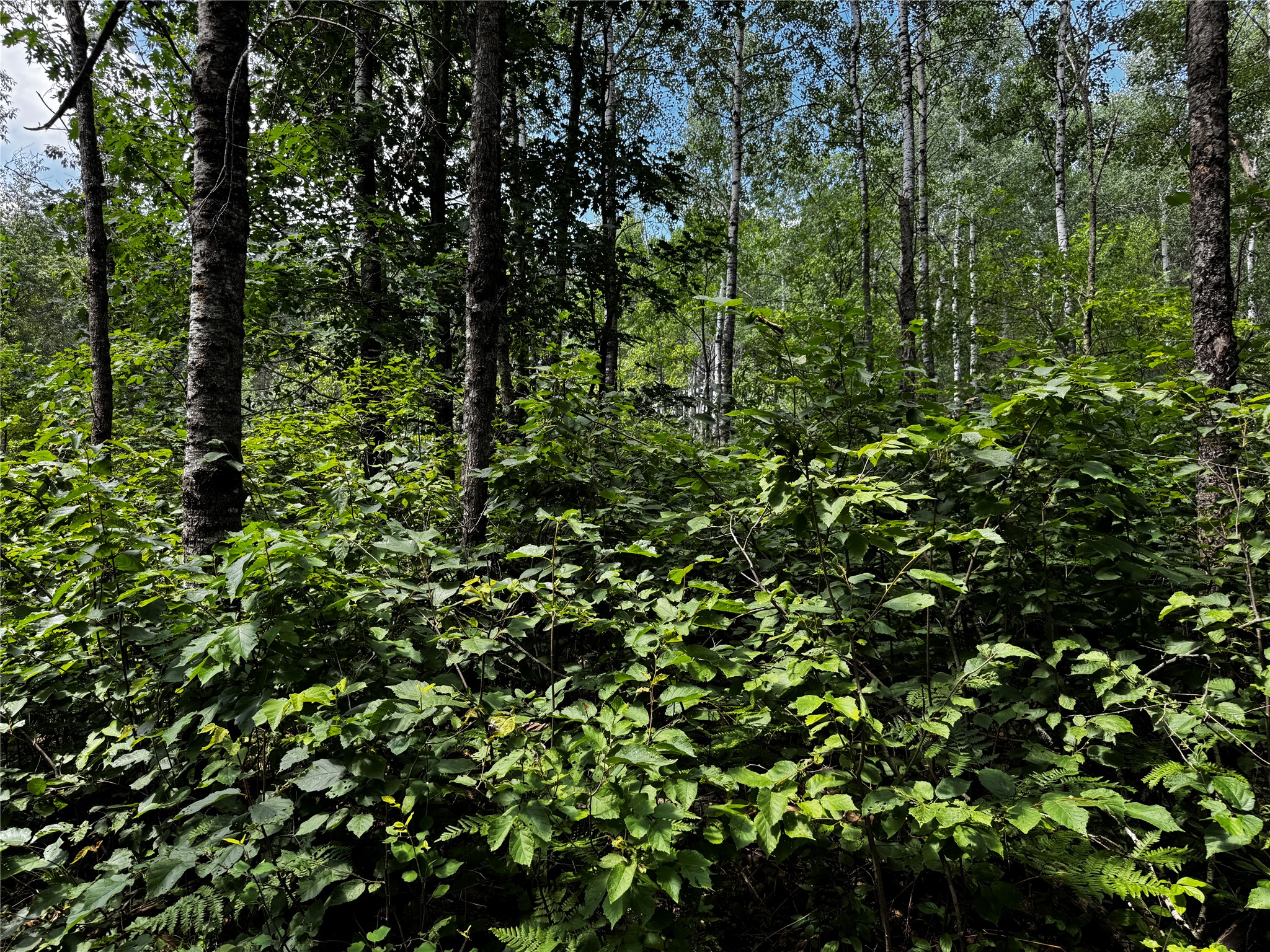 Lot 12 Cassandra Road Property Photo 12