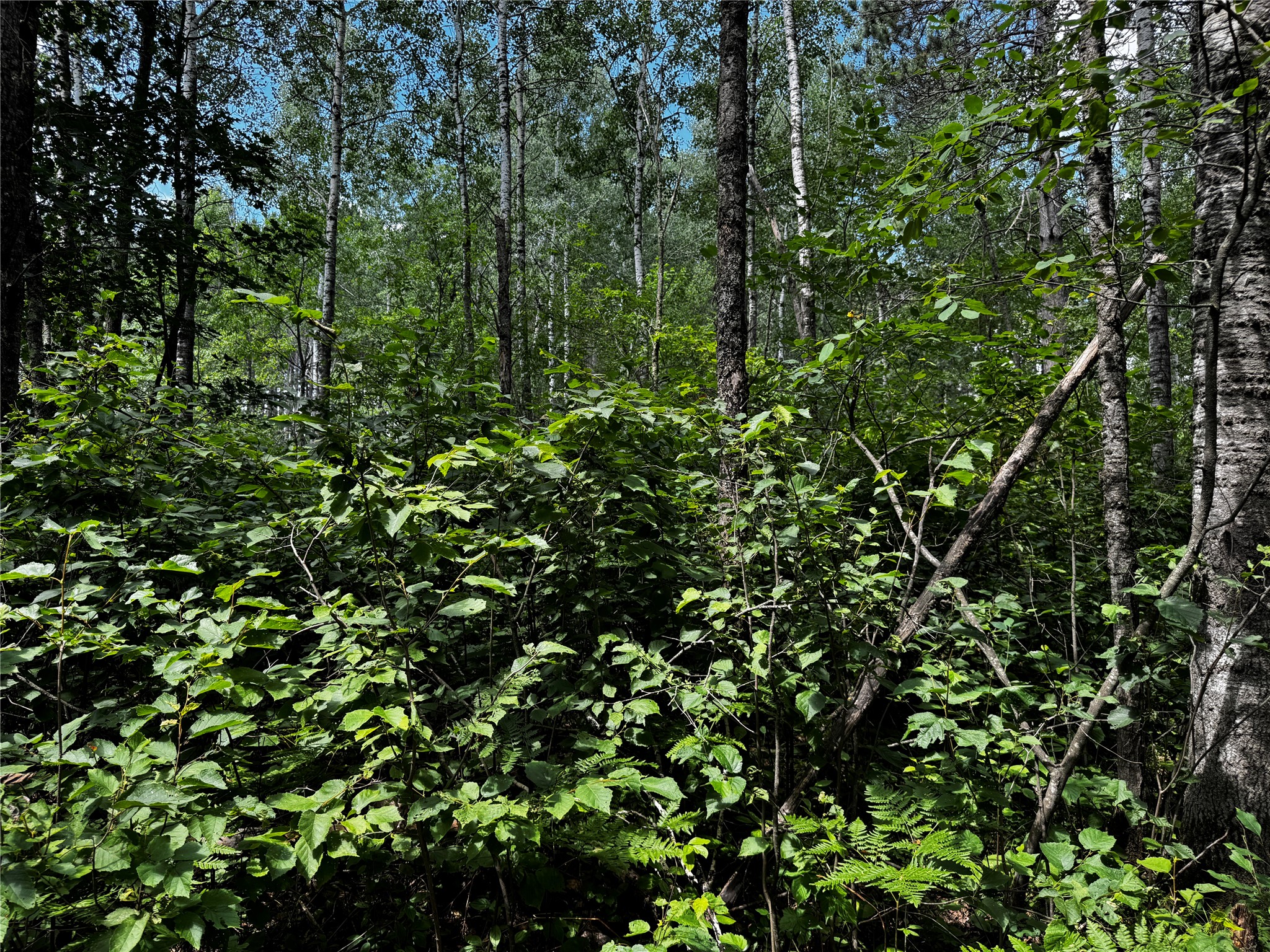 Lot 12 Cassandra Road Property Photo 13
