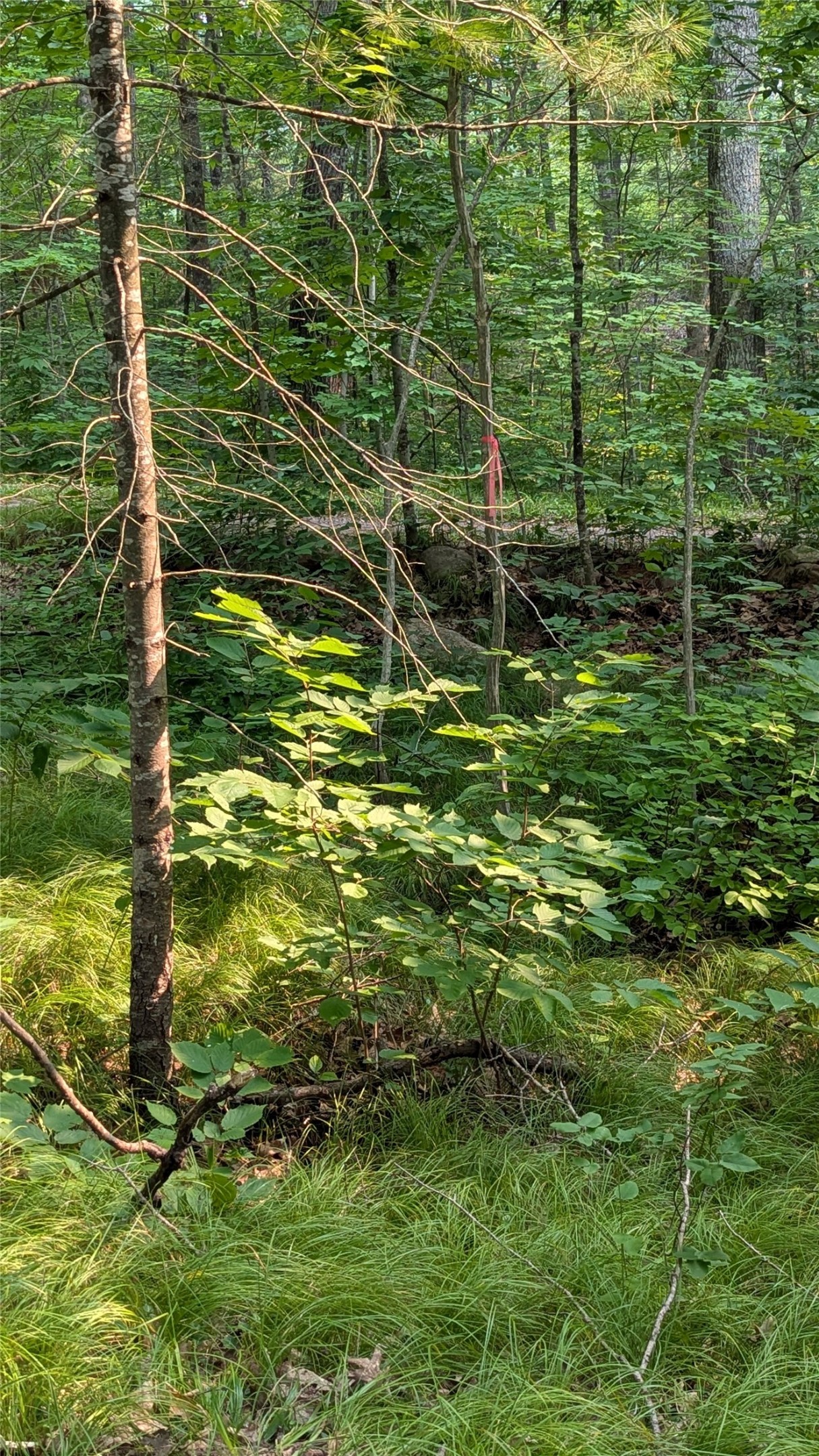 Lot 4 County Highway Cc Property Photo 10