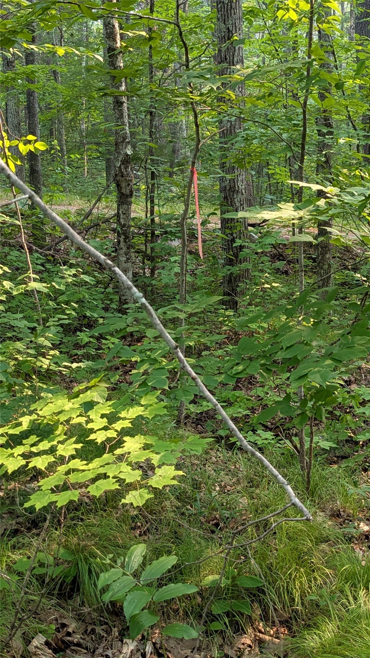 Lot 4 County Highway Cc Property Photo 11