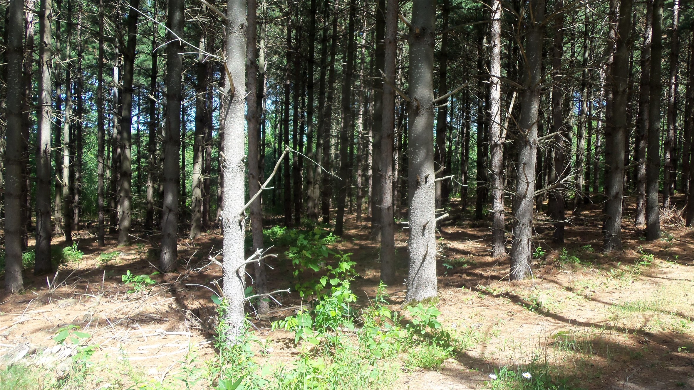 Xxx Bashaw Store Road Property Photo 6