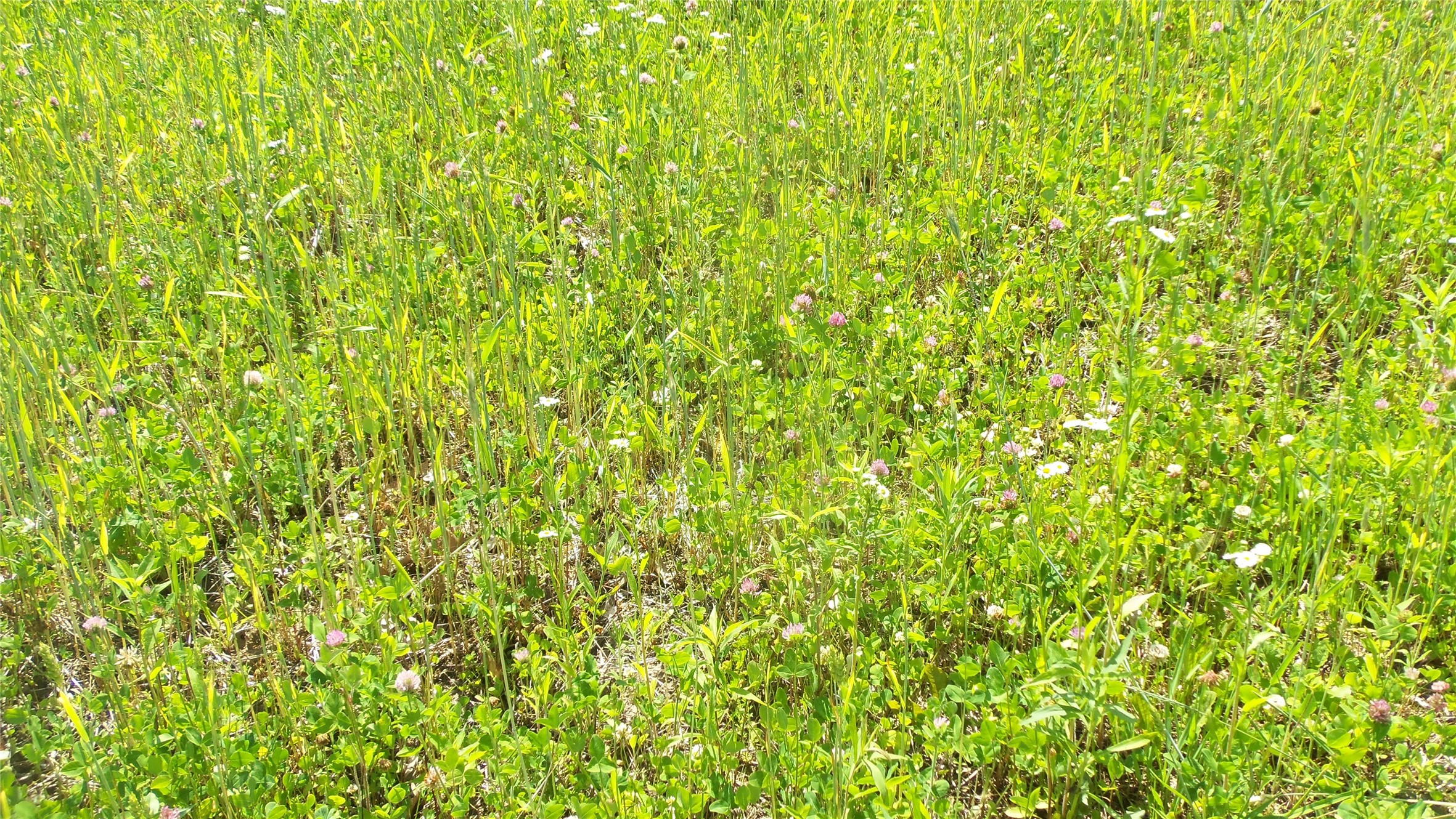 Xxx Bashaw Store Road Property Photo 17