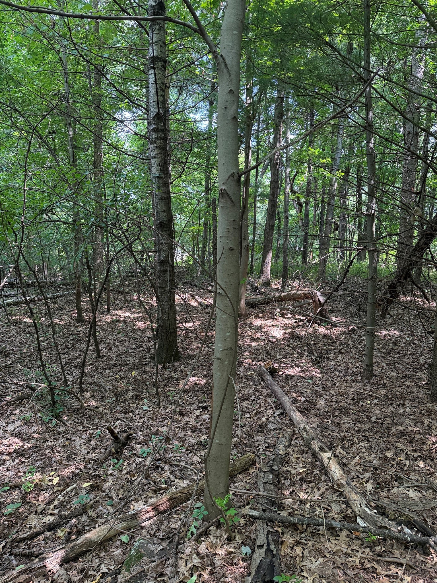Lots 19 & 20 449th Street Property Photo 10