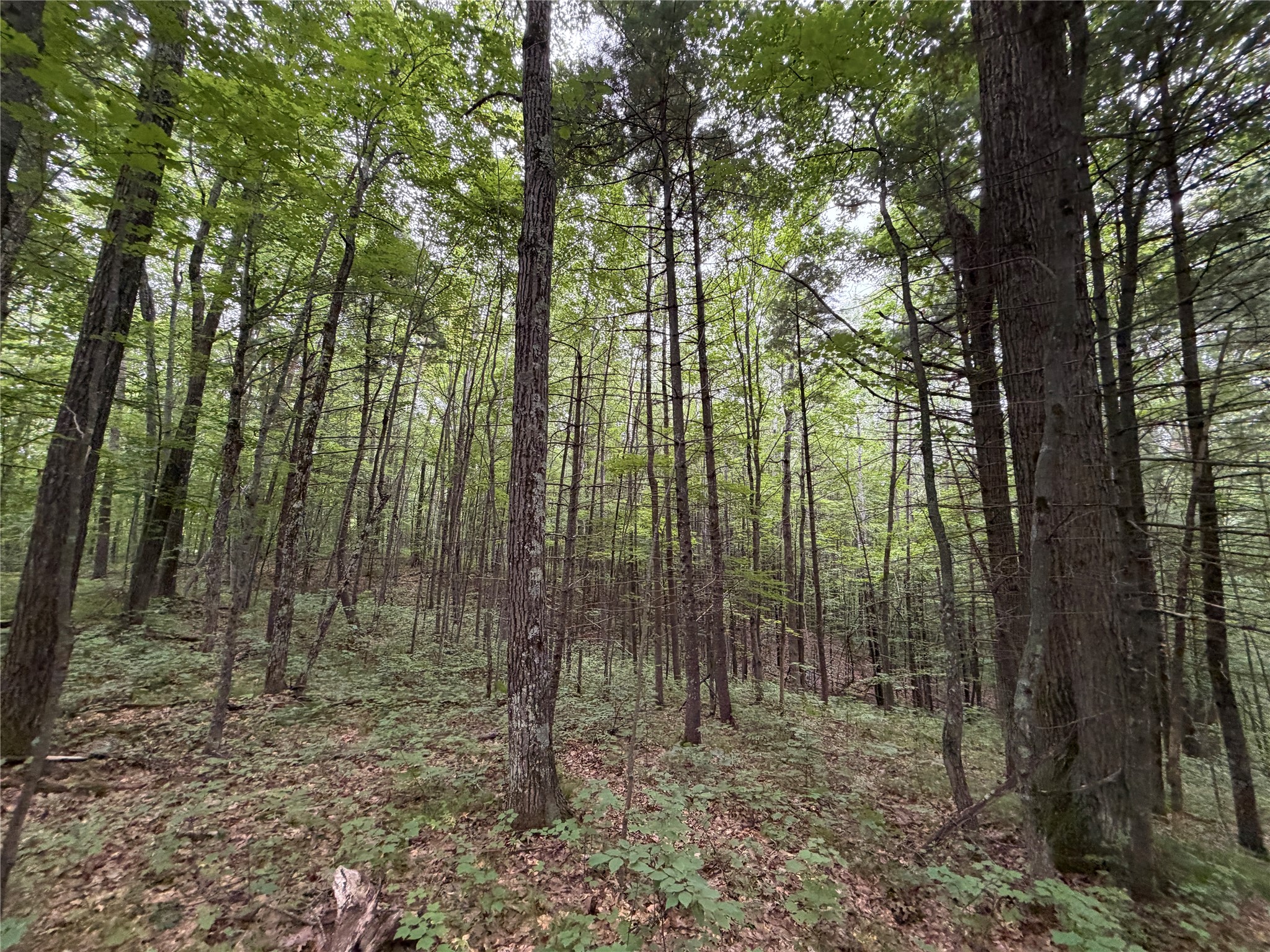 Lot 1 Nor Wis Road Property Photo 24