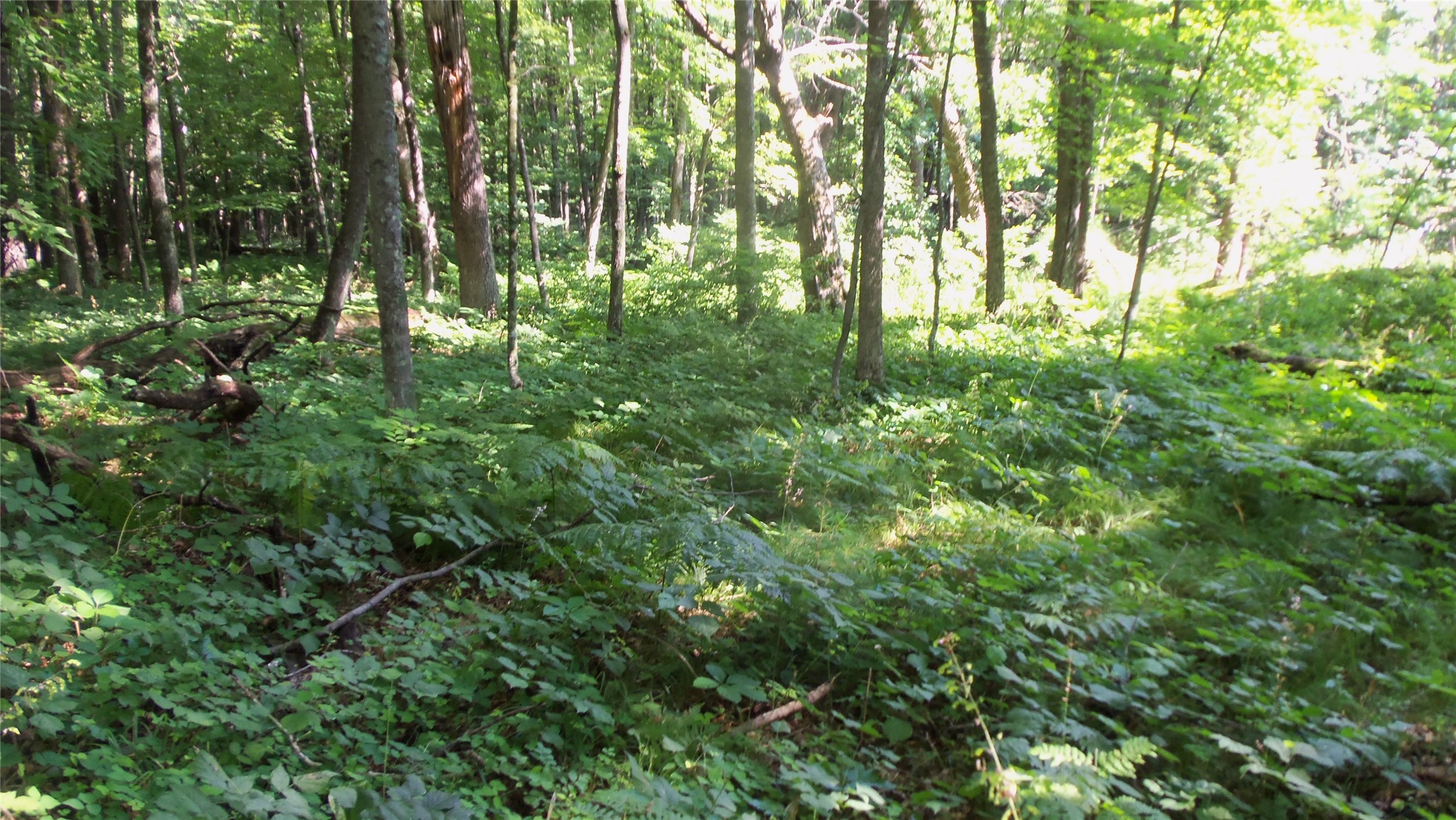 Lot 2 Howard Johnson Trail Property Photo 6