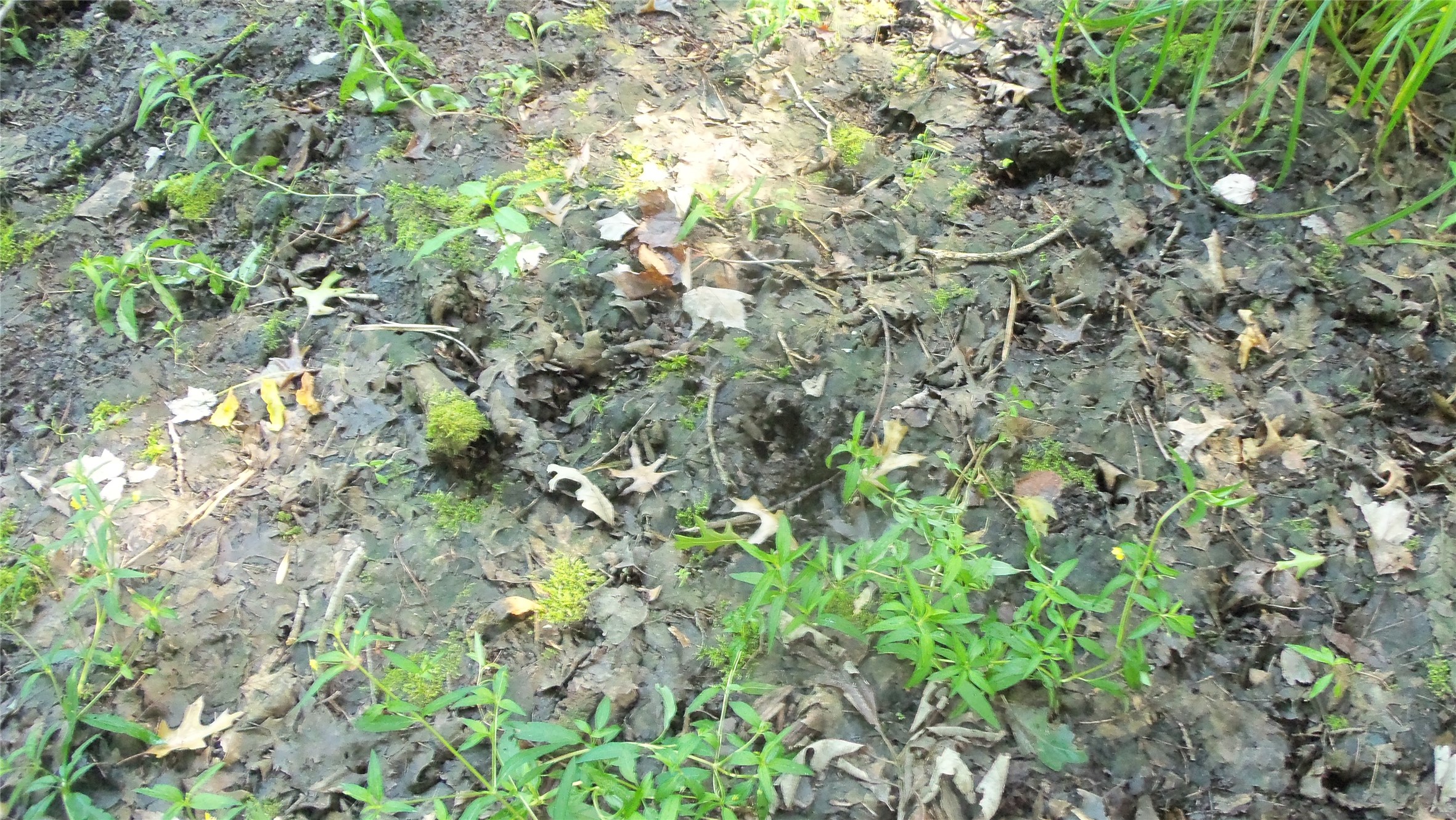 Lot 2 Howard Johnson Trail Property Photo 11