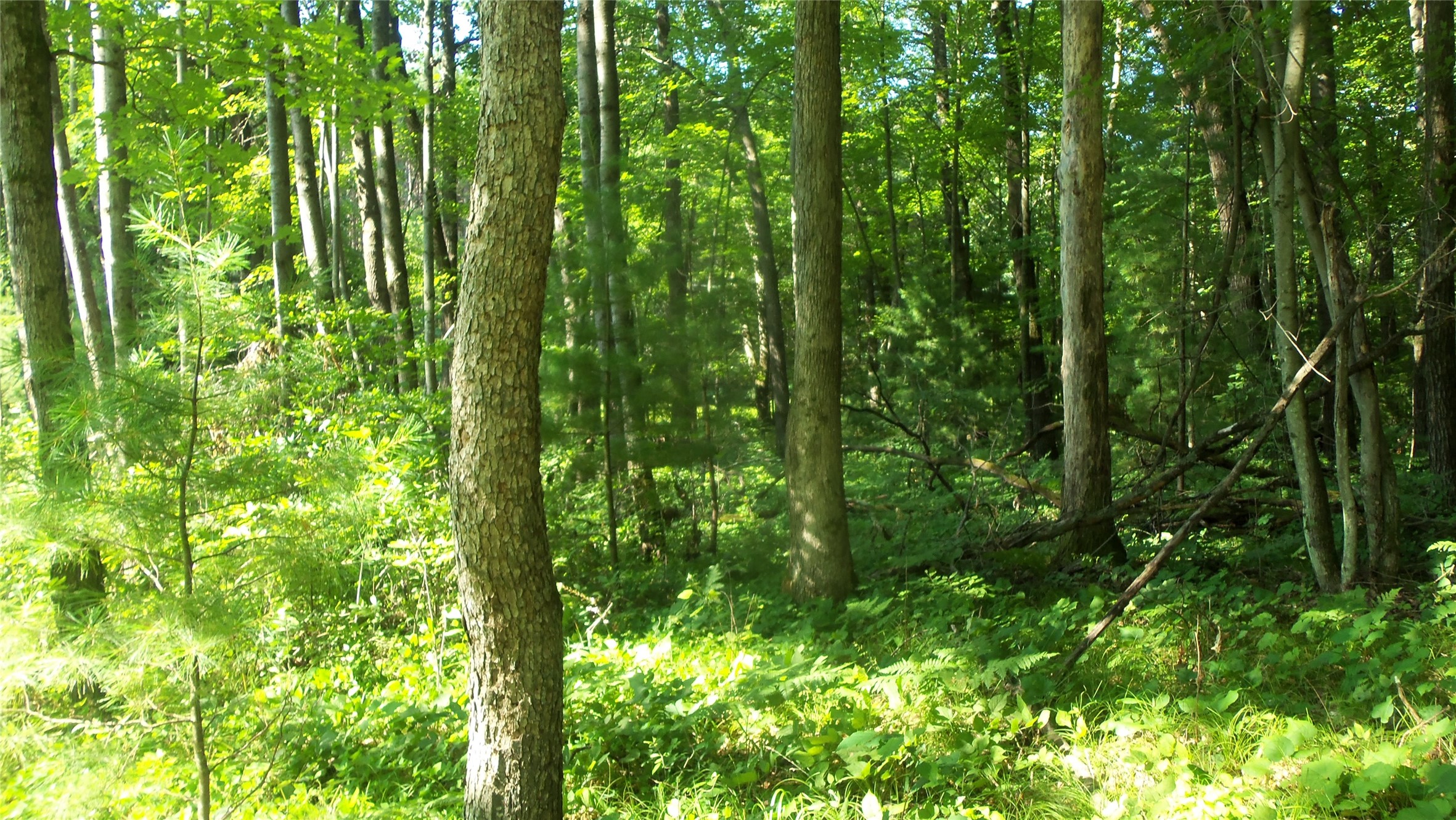 Lot 4 Howard Johnson Trail Property Photo 3