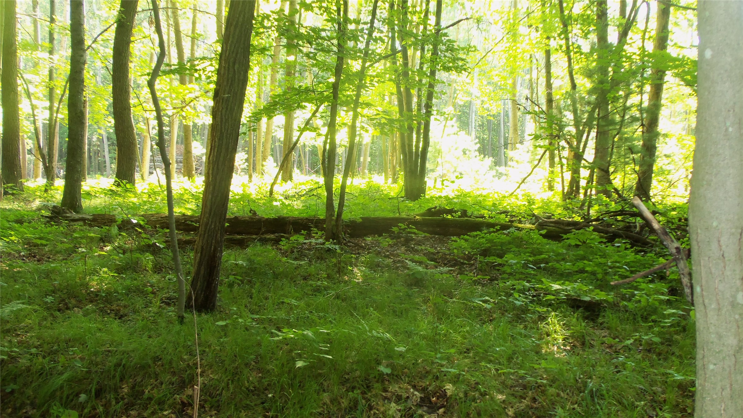 Lot 4 Howard Johnson Trail Property Photo 5