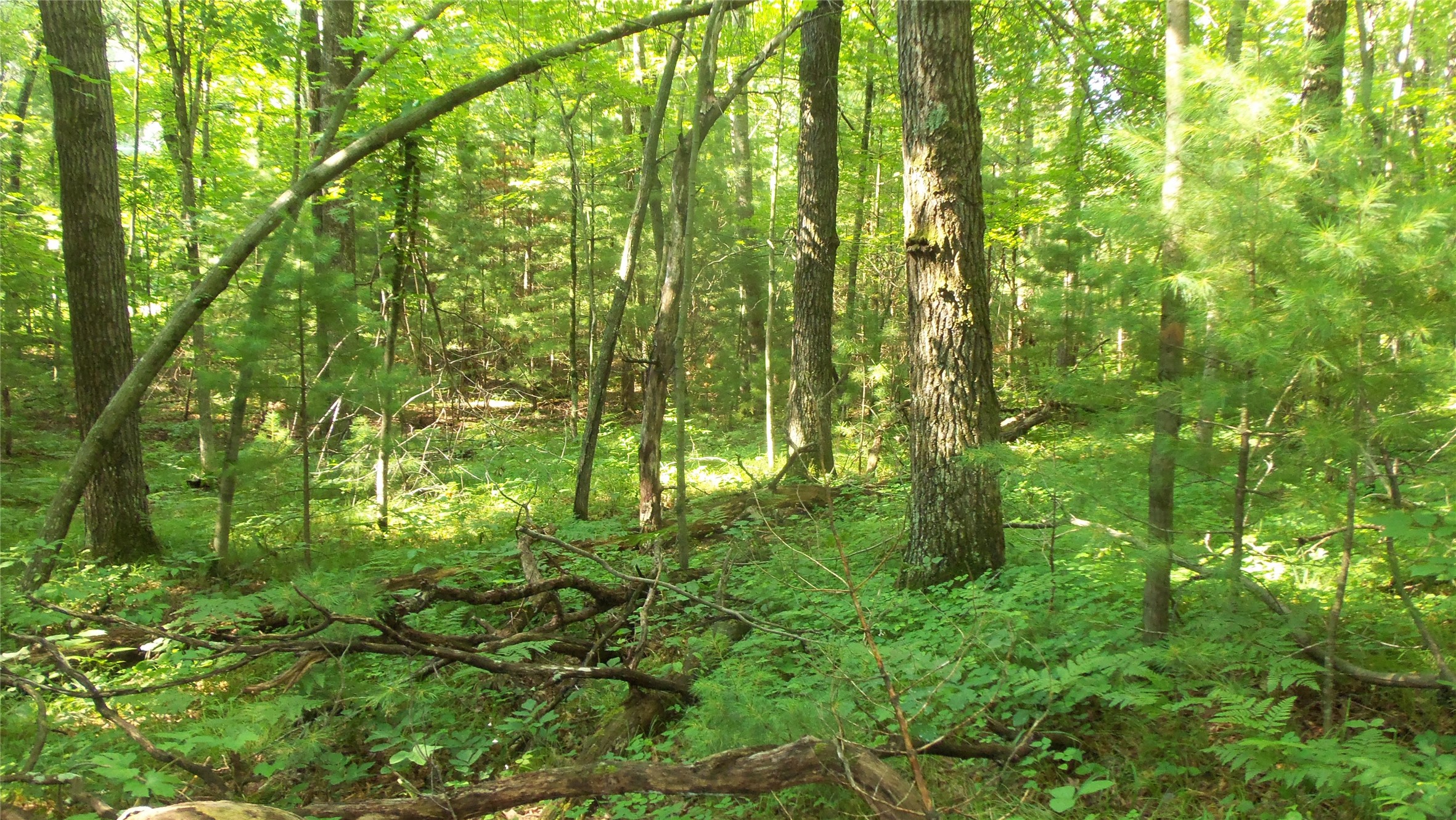 Lot 4 Howard Johnson Trail Property Photo 6