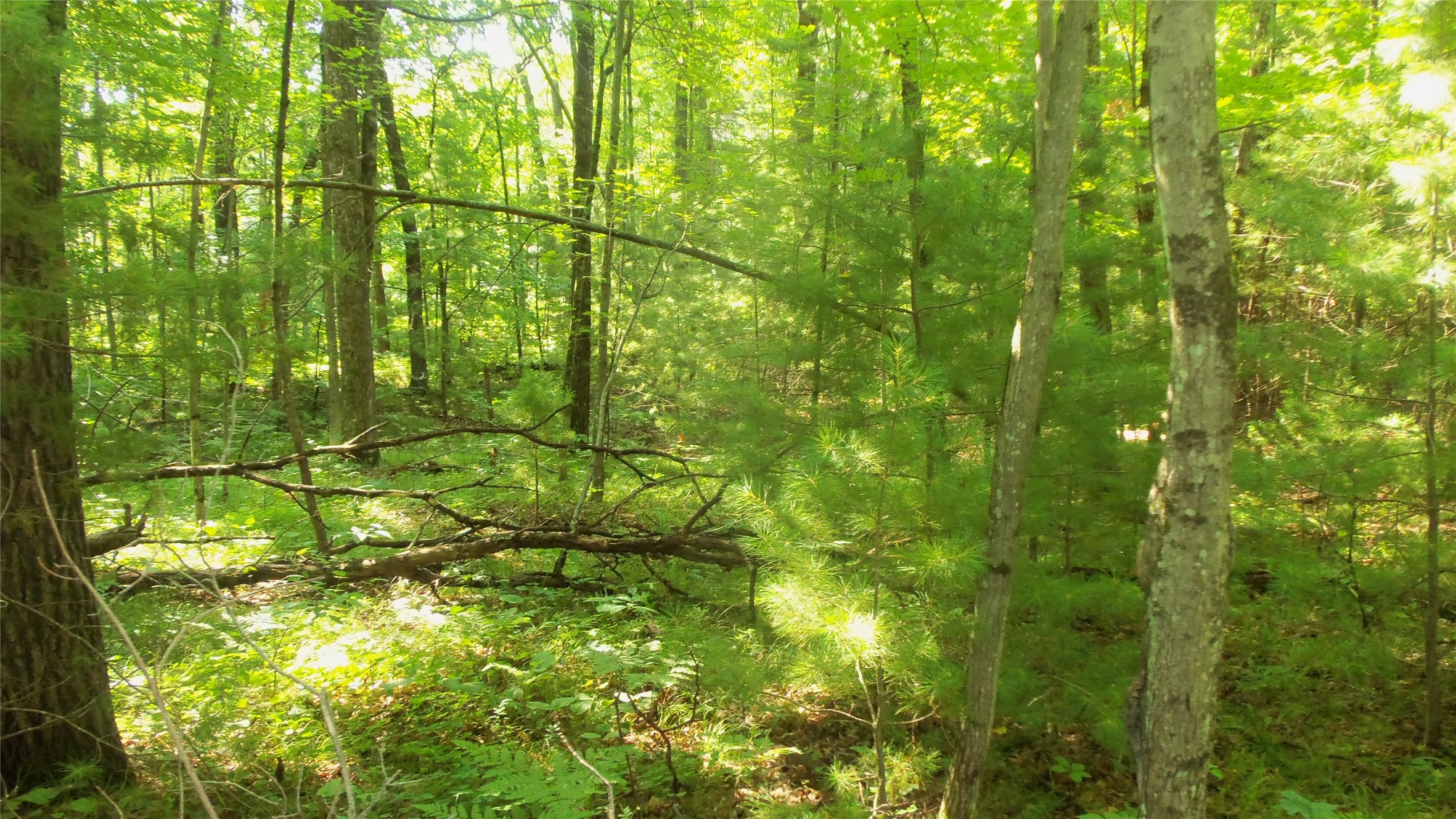 Lot 4 Howard Johnson Trail Property Photo 7