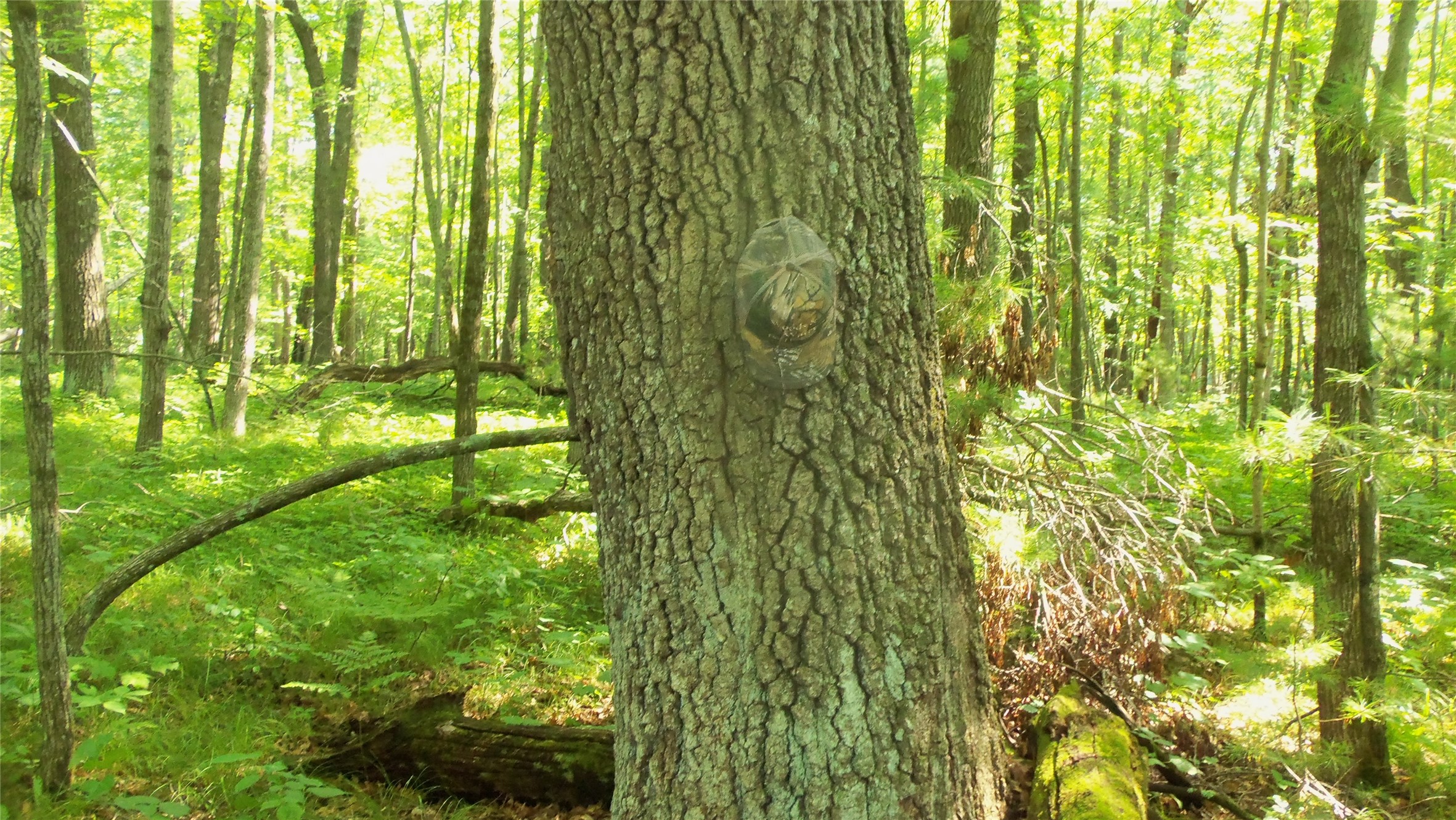 Lot 4 Howard Johnson Trail Property Photo 8