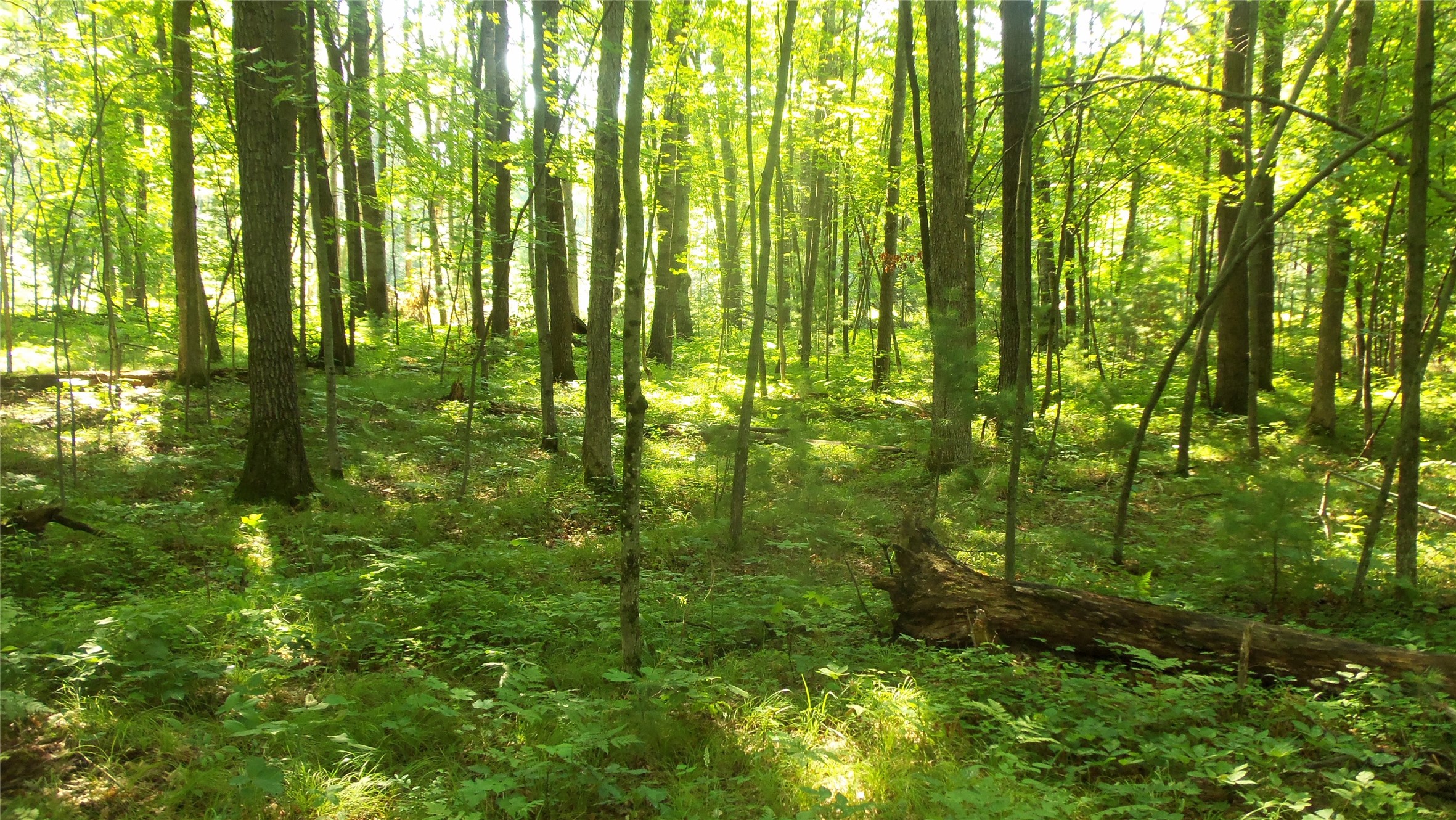 Lot 4 Howard Johnson Trail Property Photo 10