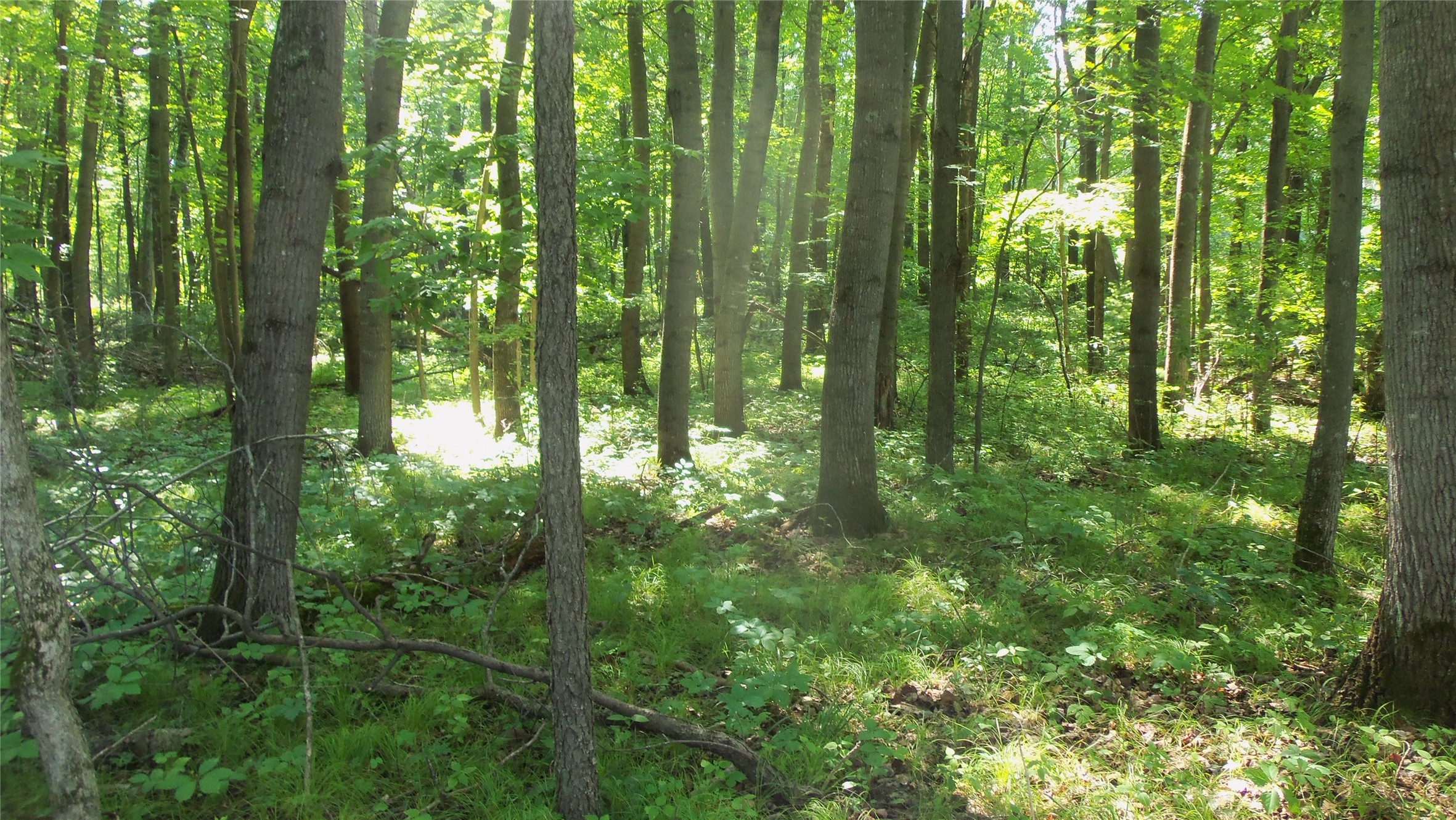Lot 5 Howard Johnson Trail Property Photo 3