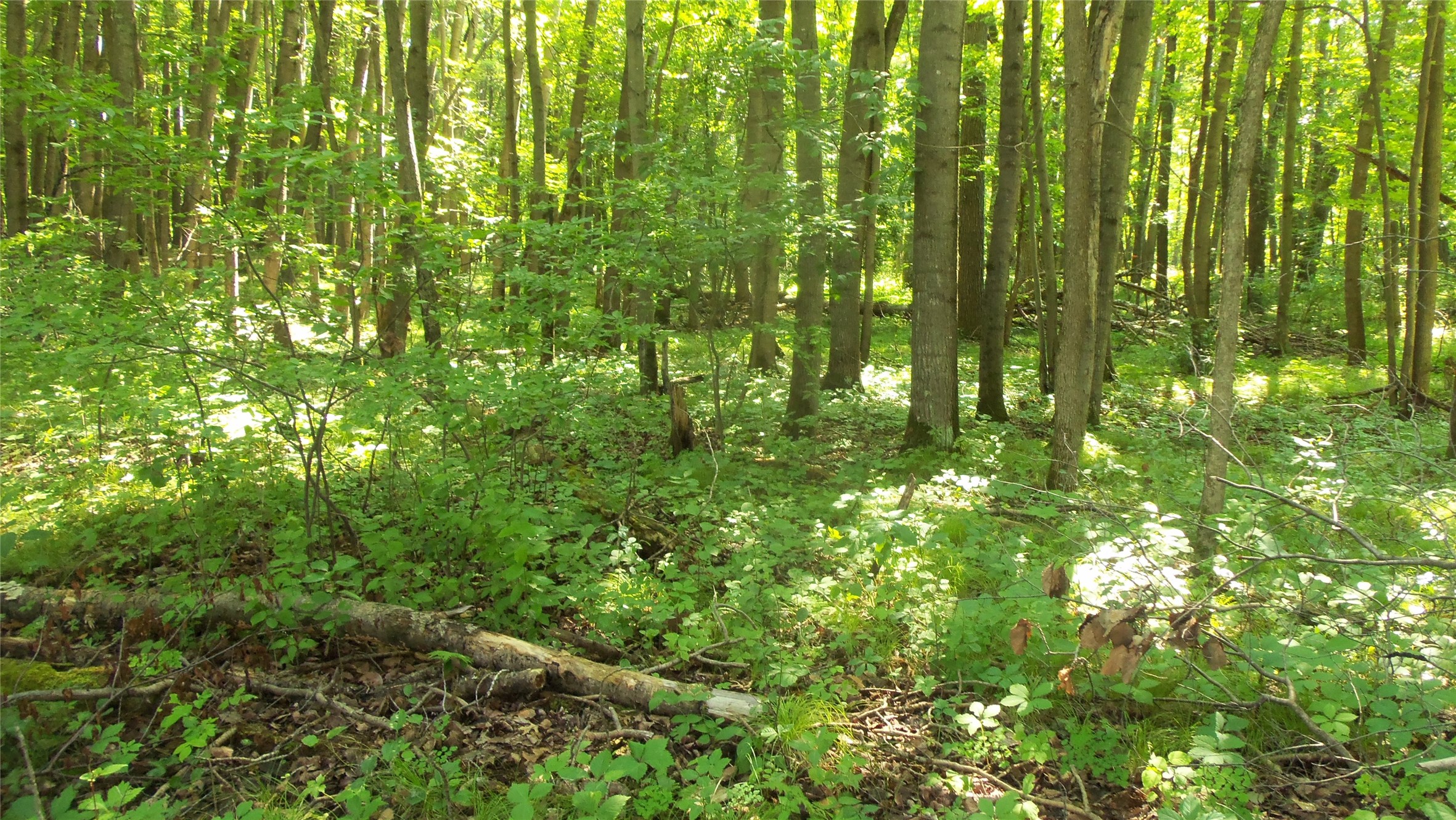 Lot 5 Howard Johnson Trail Property Photo 4