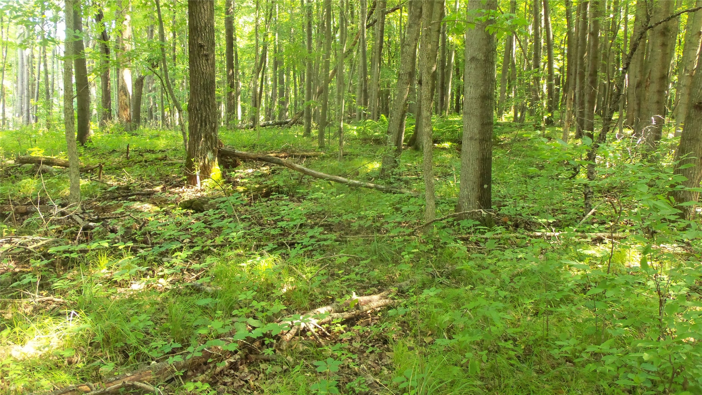 Lot 5 Howard Johnson Trail Property Photo 5