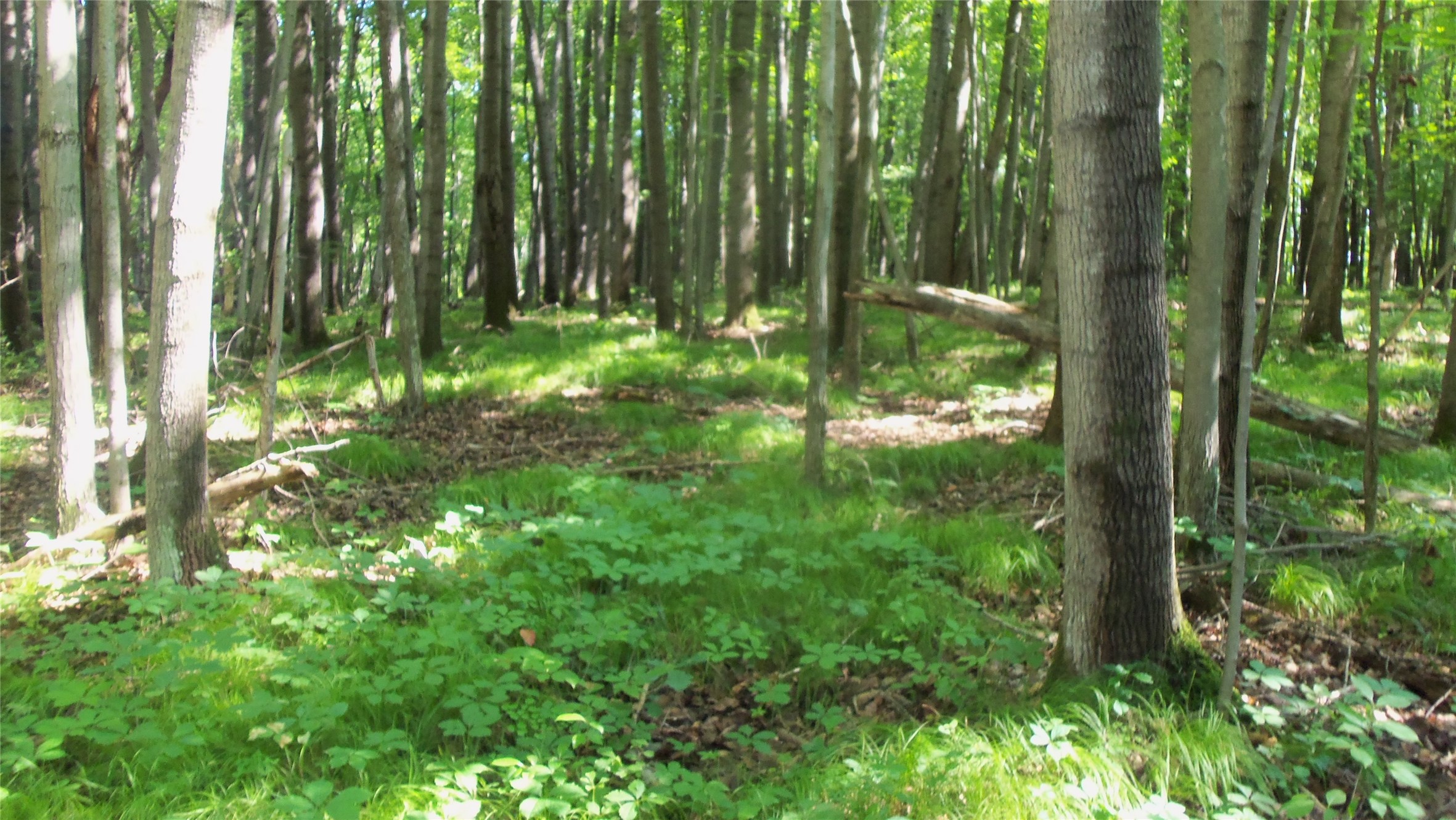 Lot 5 Howard Johnson Trail Property Photo 7