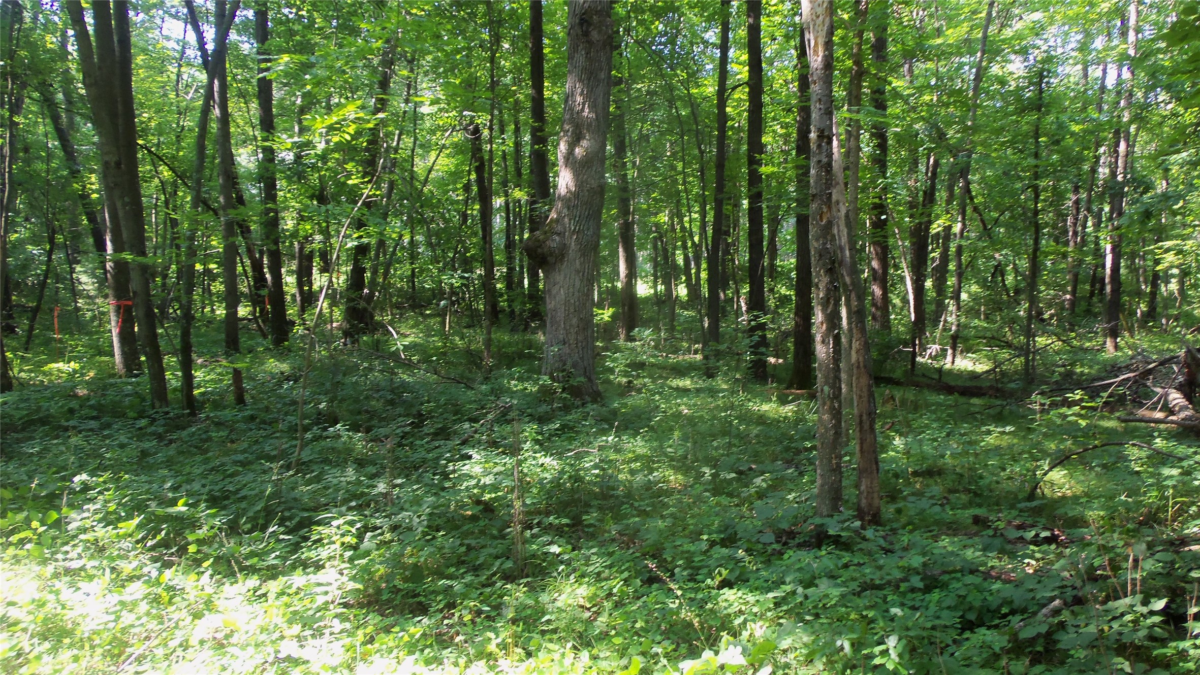 Lot 5 Howard Johnson Trail Property Photo 8