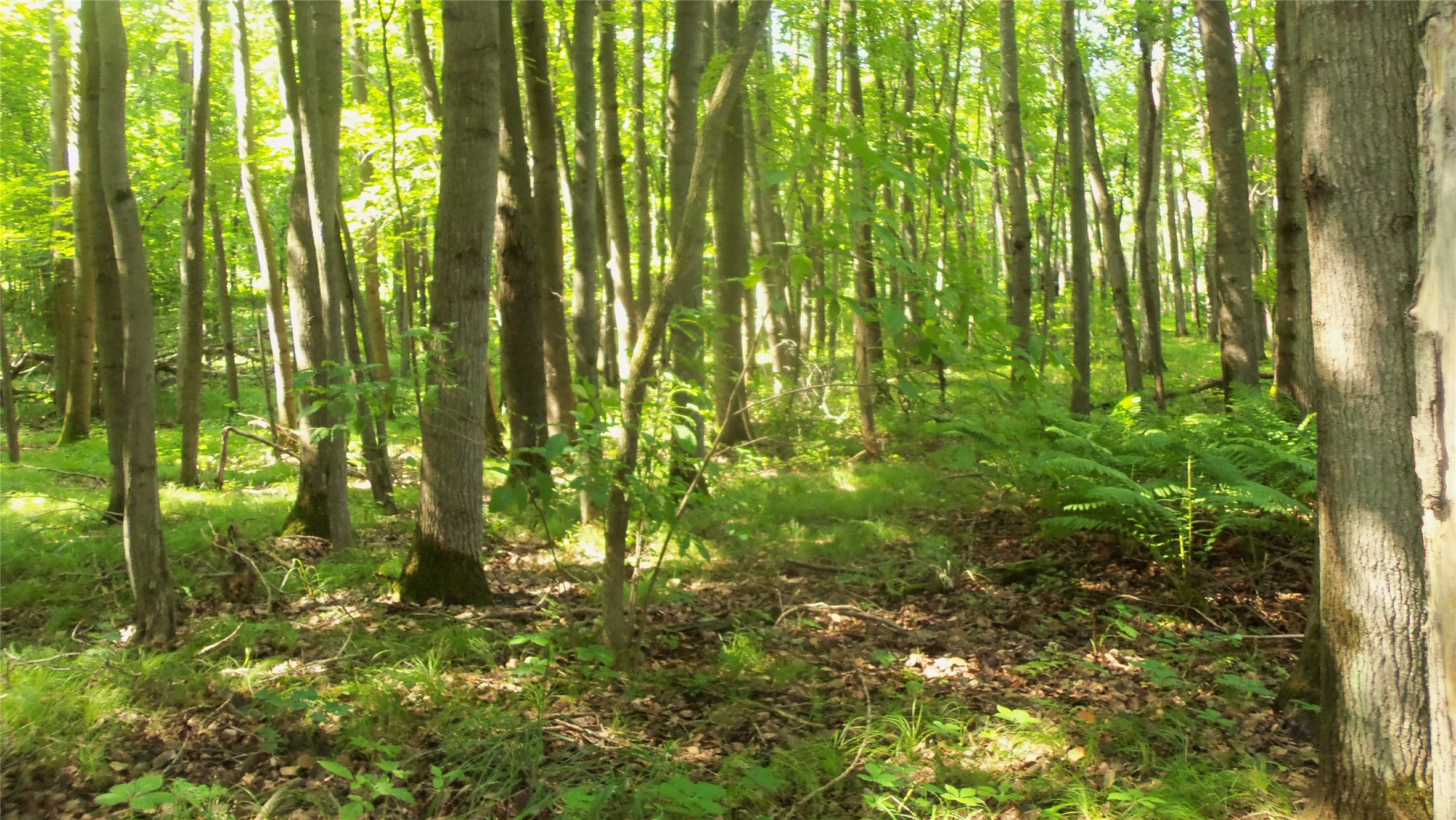 Lot 5 Howard Johnson Trail Property Photo 9