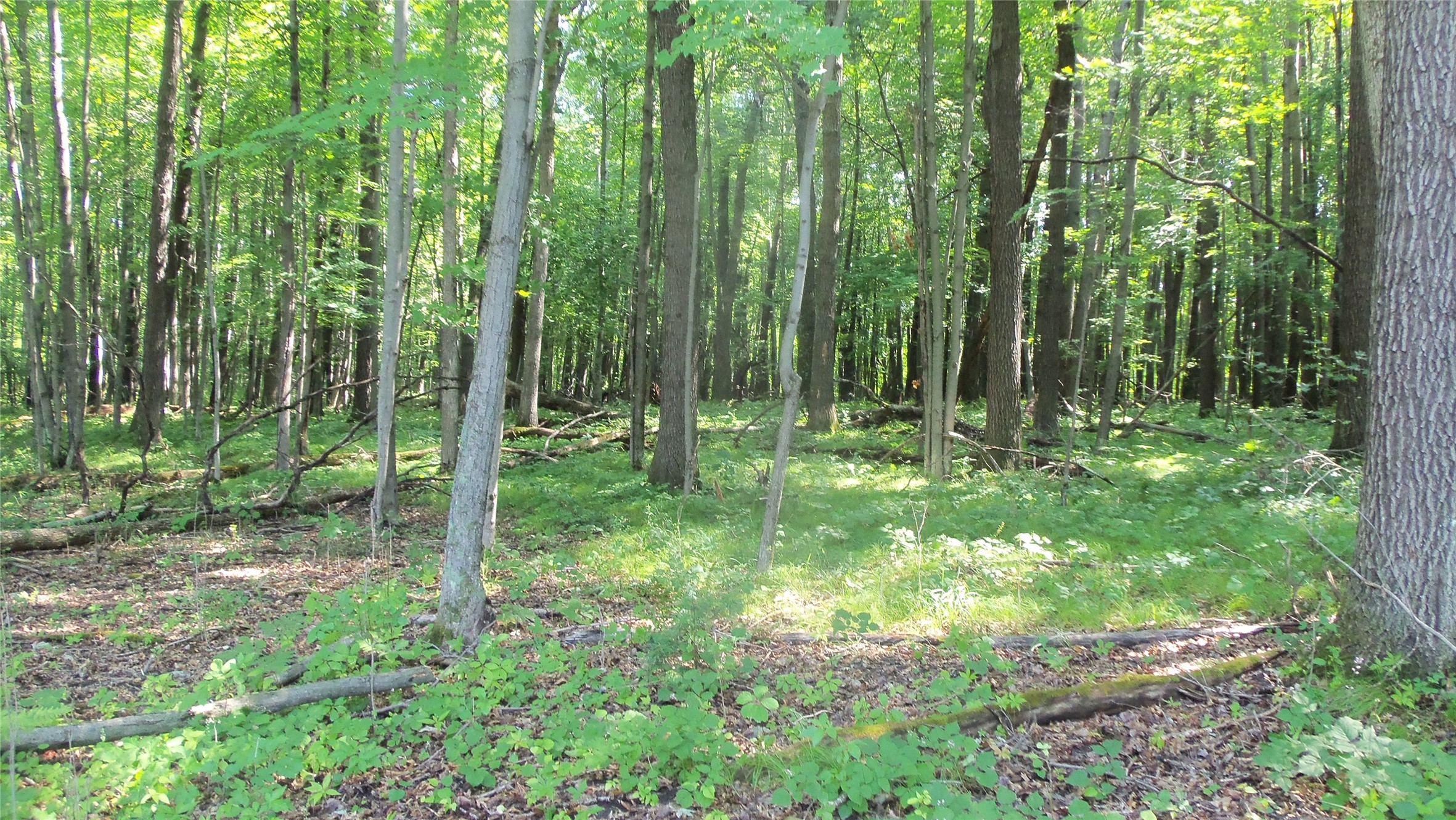 Lot 6 Howard Johnson Trail Property Photo 3