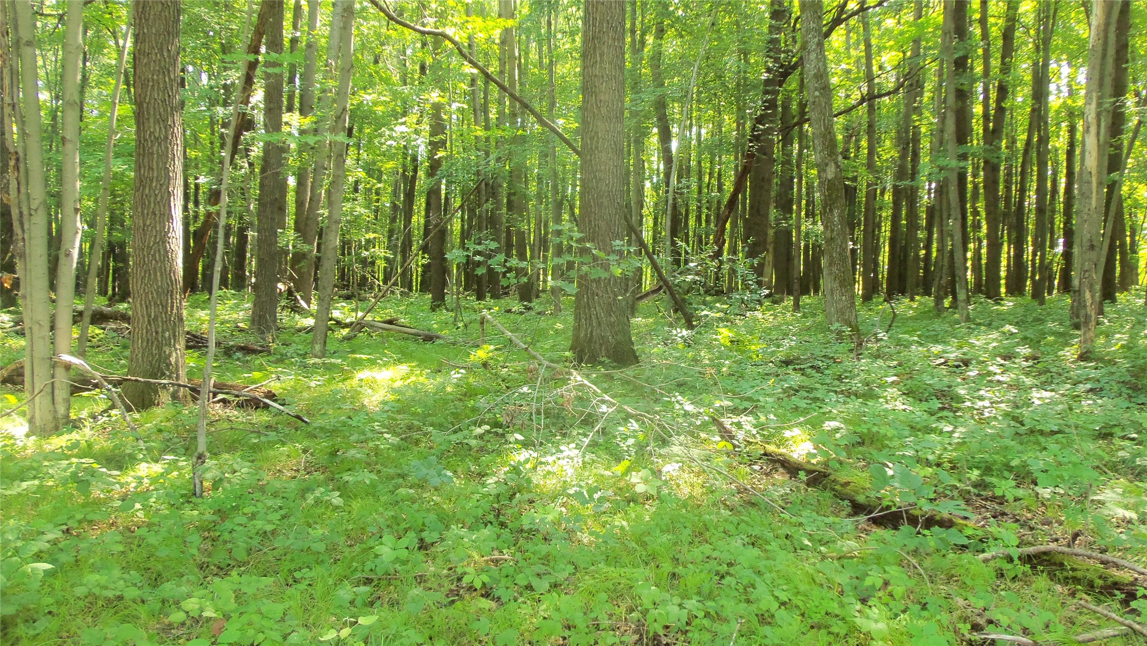 Lot 6 Howard Johnson Trail Property Photo 4