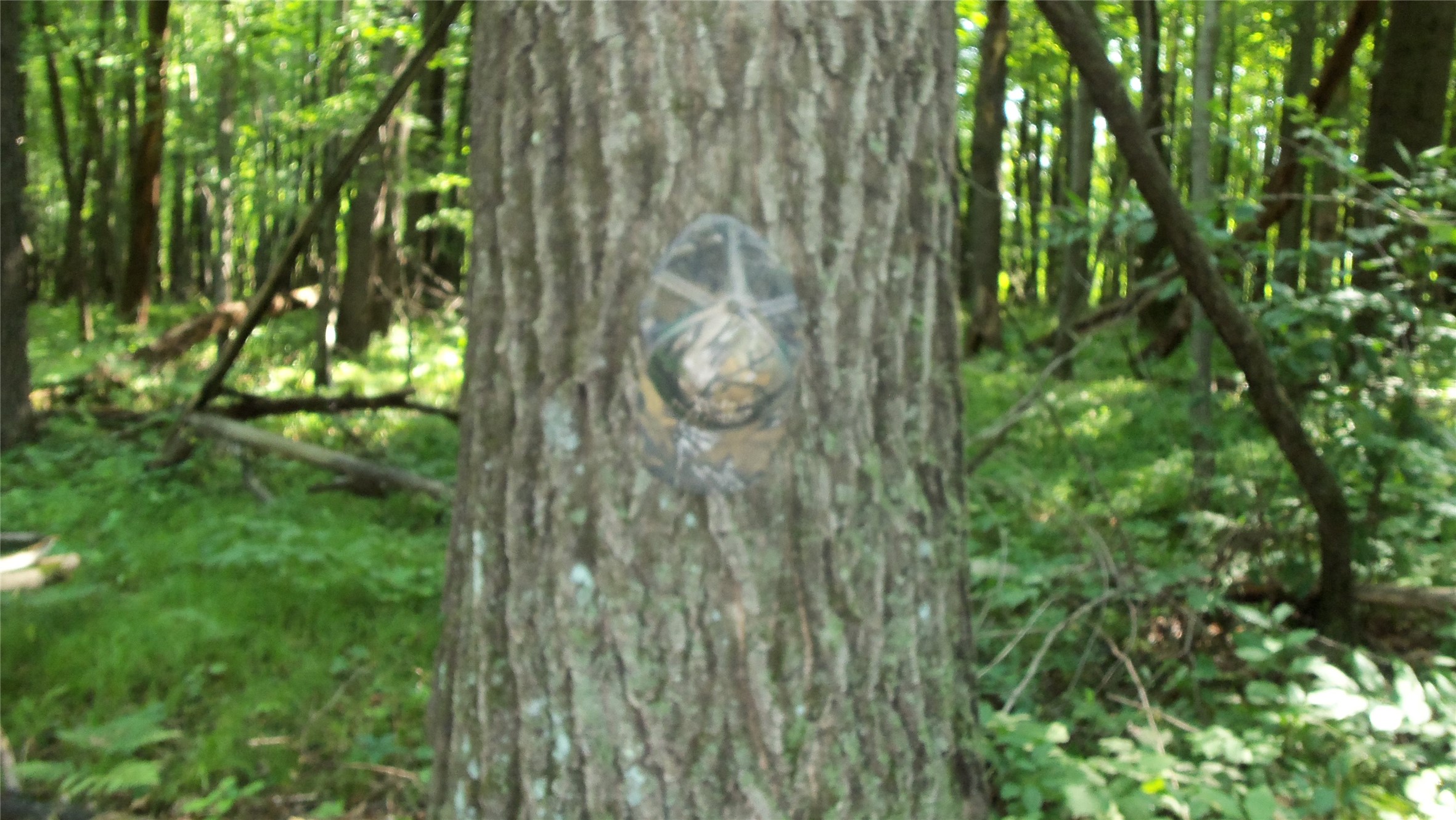 Lot 6 Howard Johnson Trail Property Photo 5