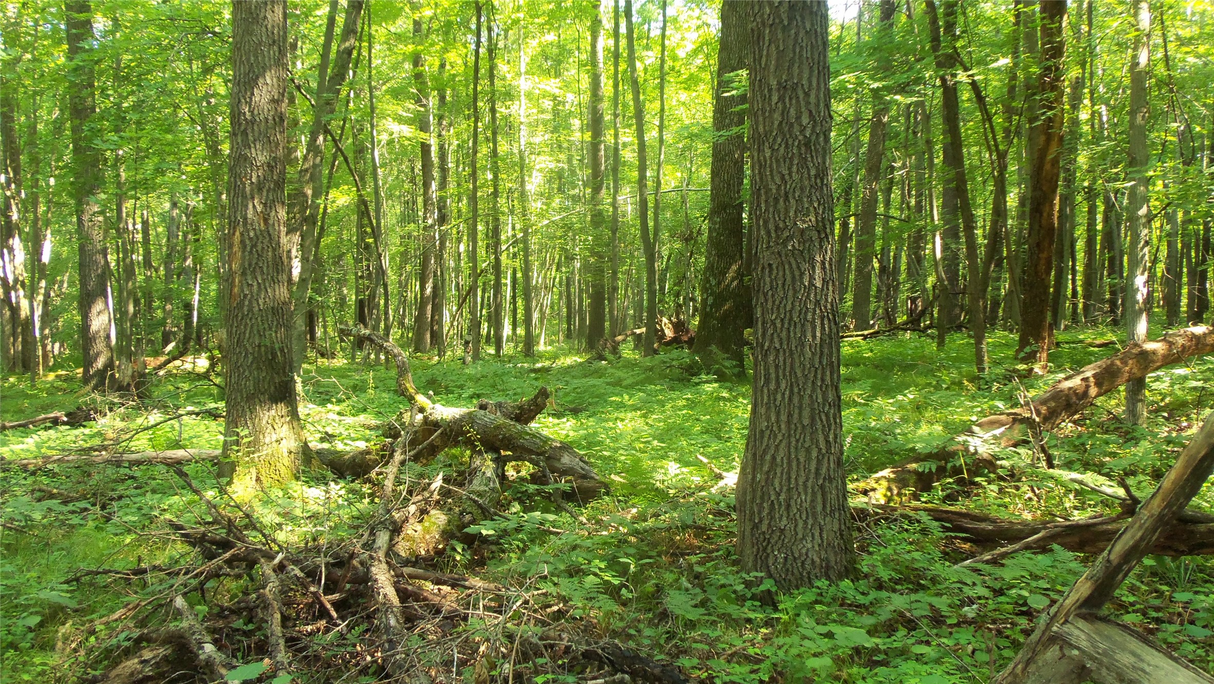 Lot 6 Howard Johnson Trail Property Photo 6