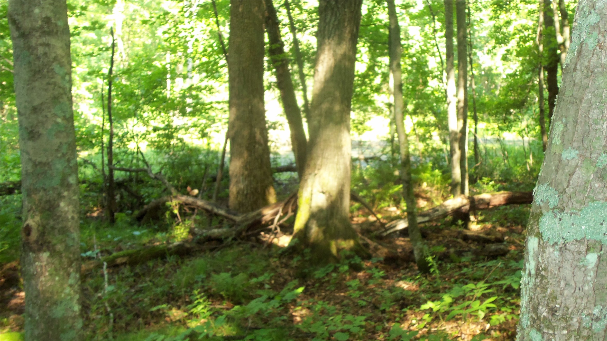 Lot 6 Howard Johnson Trail Property Photo 8