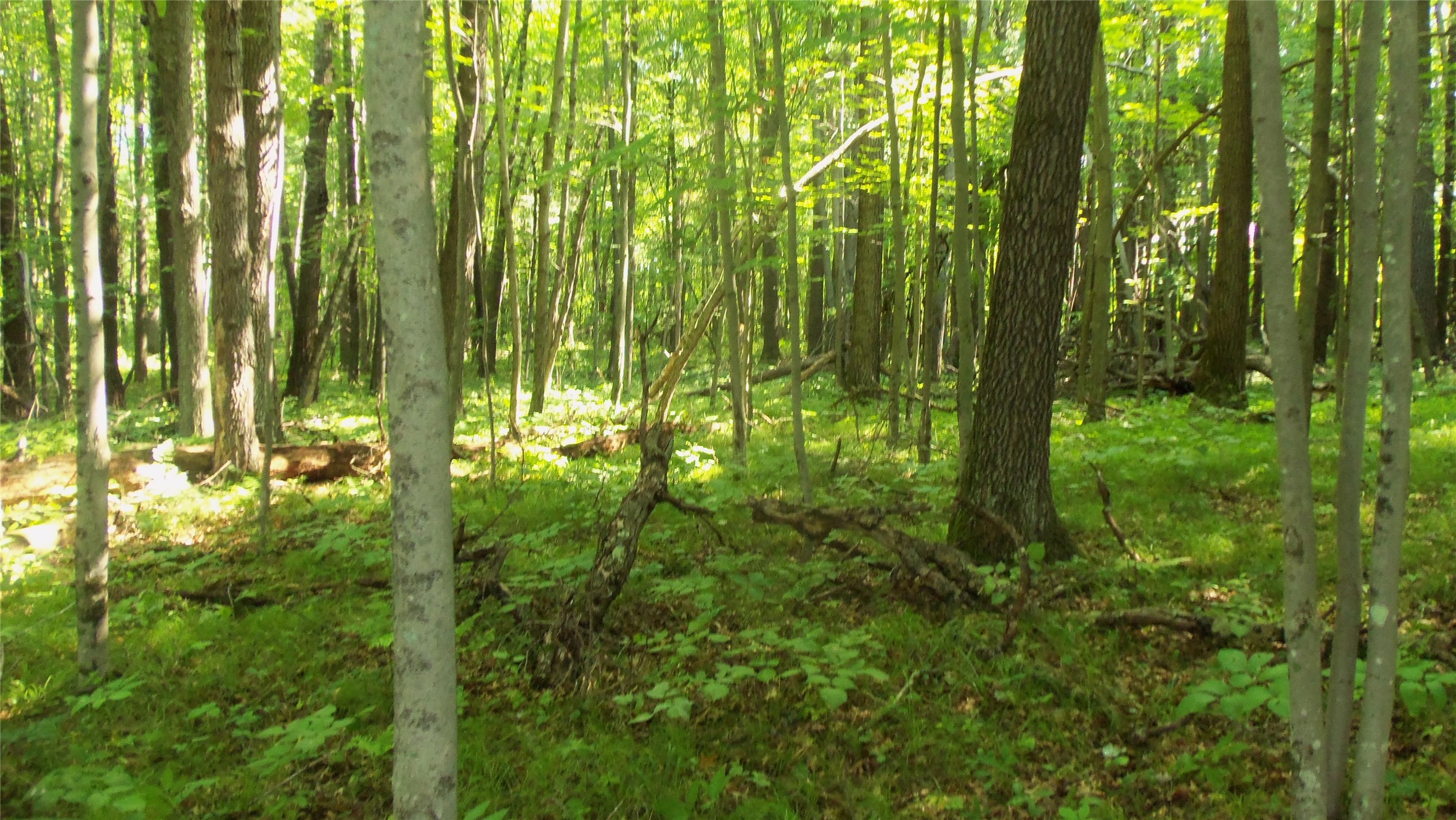 Lot 6 Howard Johnson Trail Property Photo 9