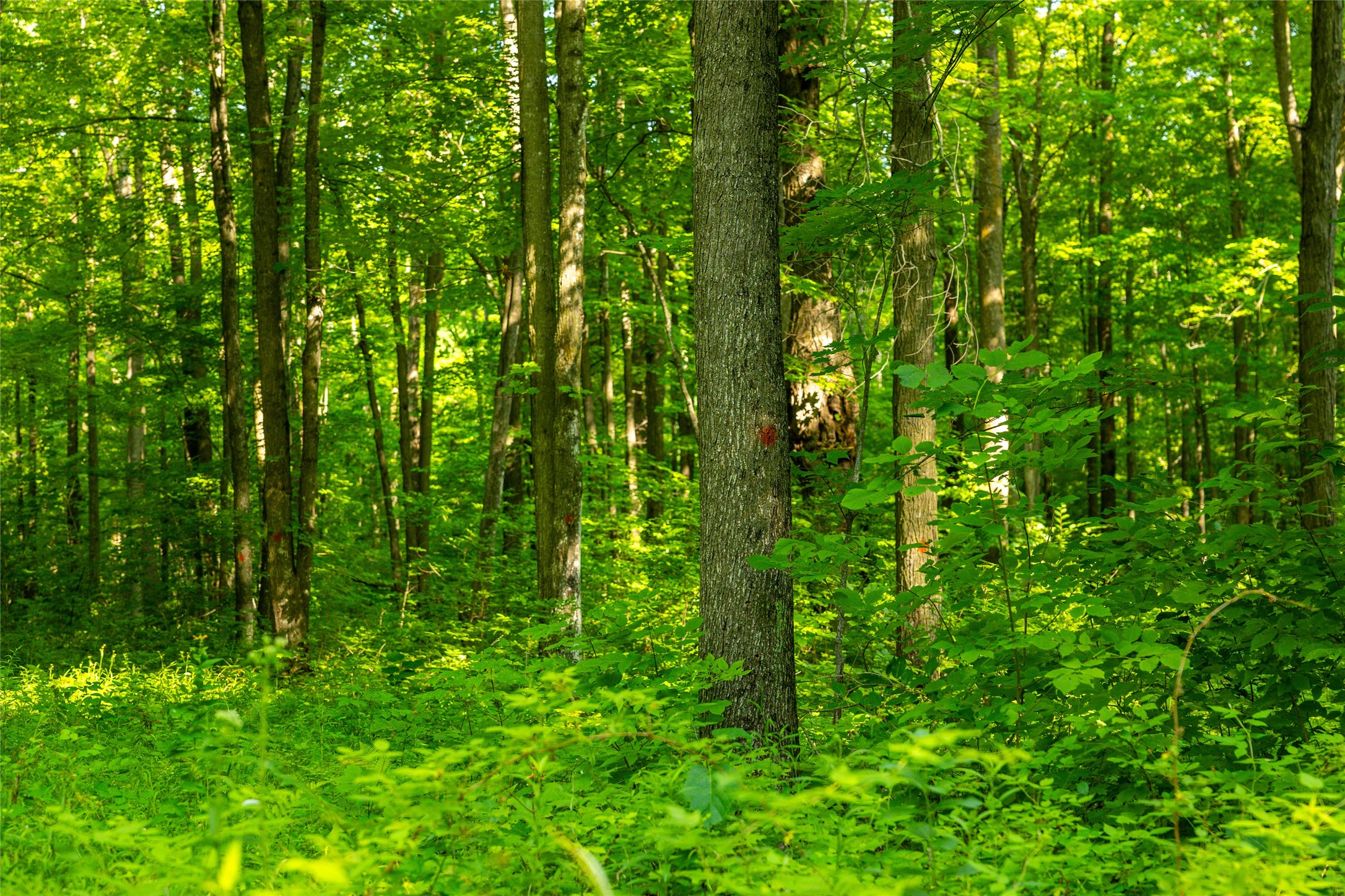 1603684 Property Photo 43