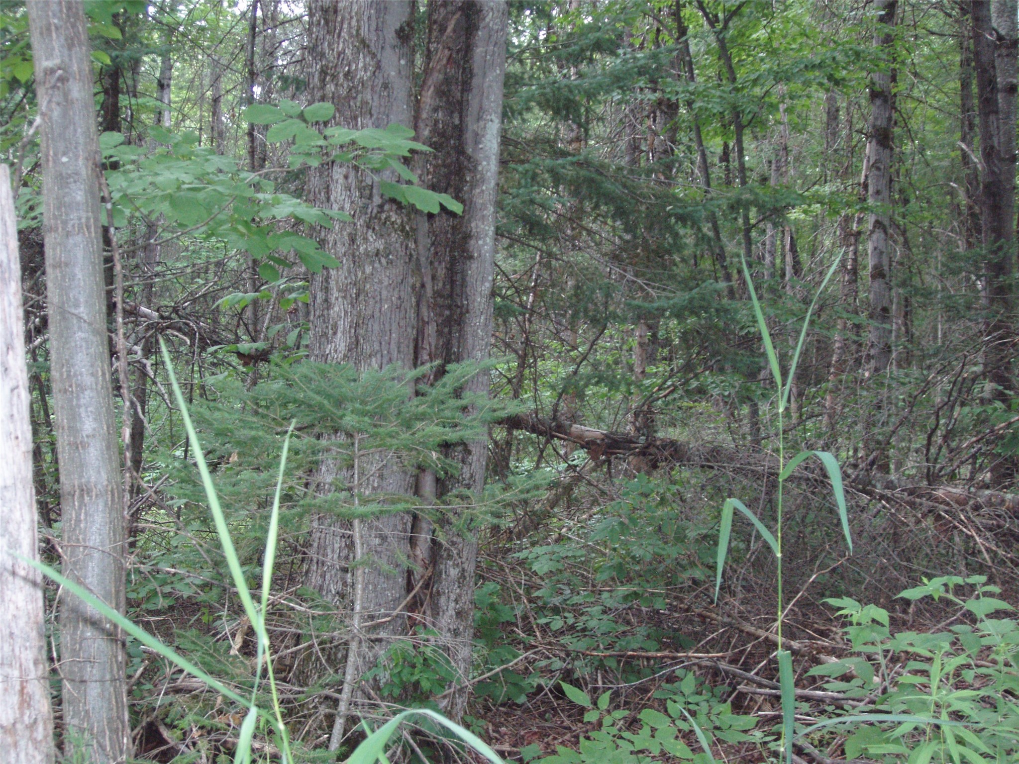 40+/- A On State Highway 102 Property Photo 7