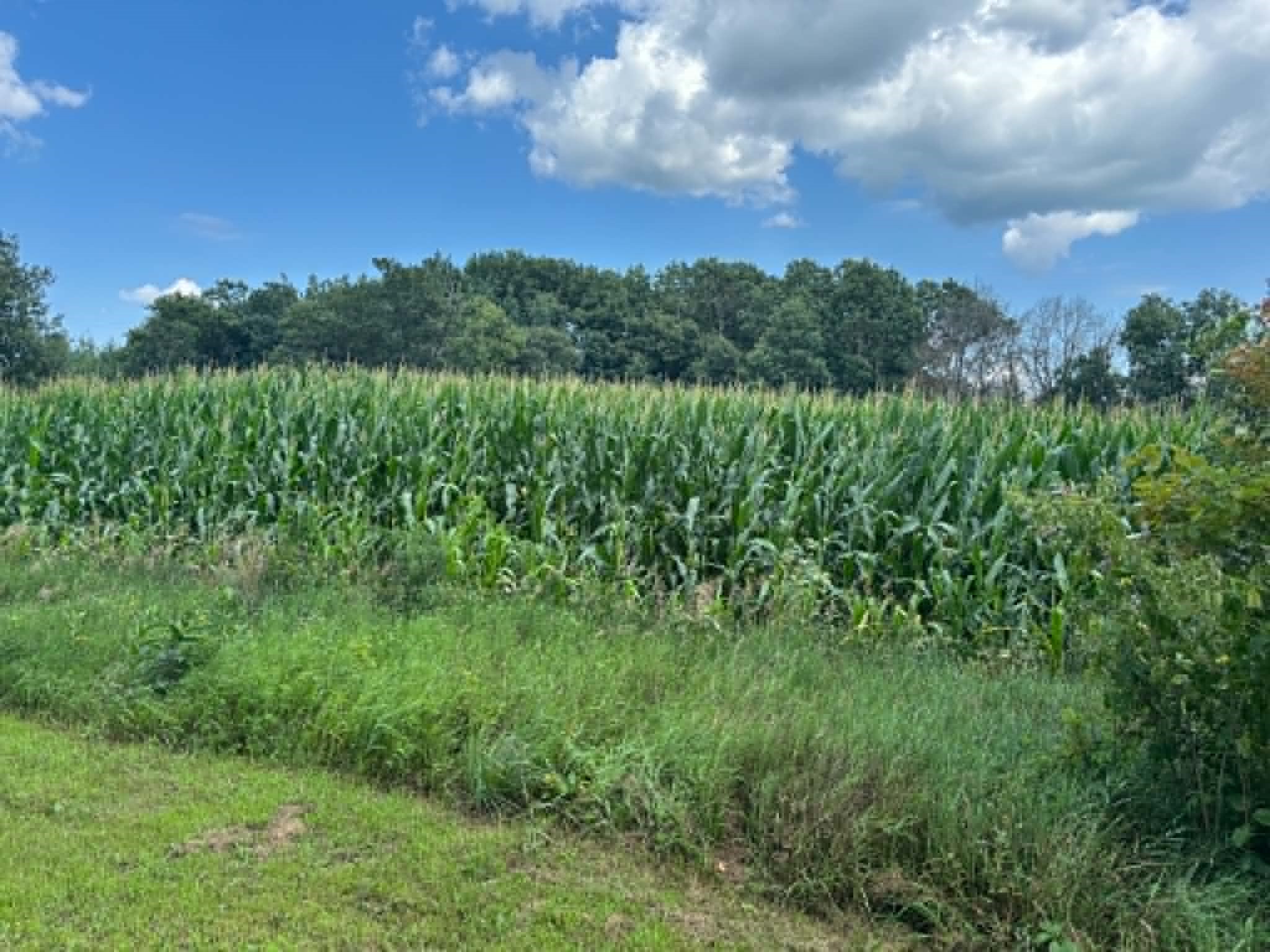 Vacant Land 420th Avenue Property Photo 3