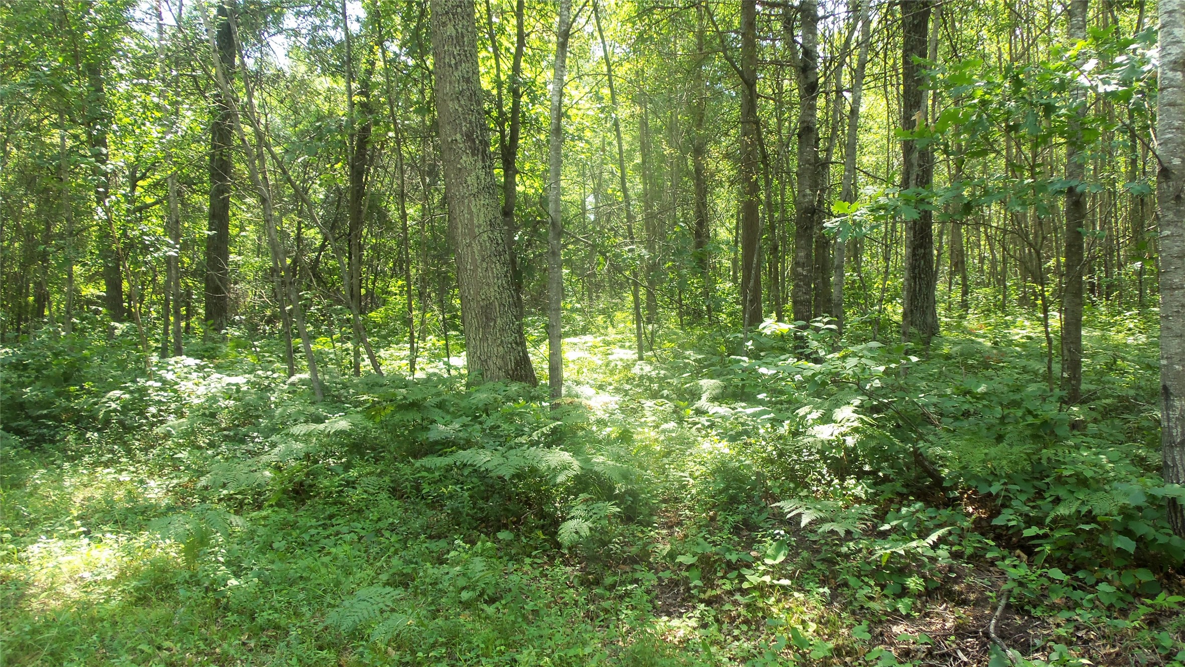 Lot 4 Birch Tree Trail Property Photo 4
