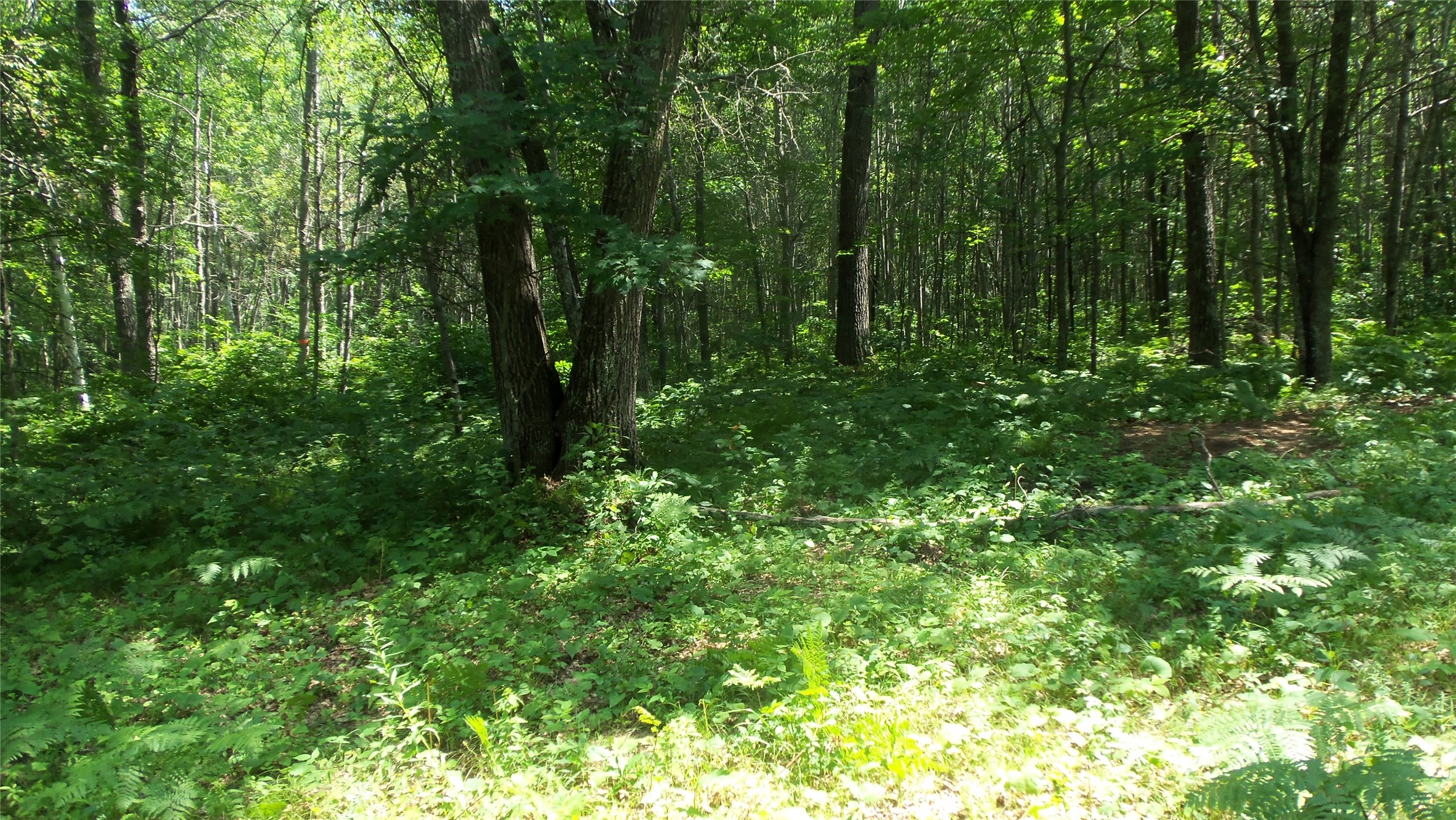 Lot 4 Birch Tree Trail Property Photo 5