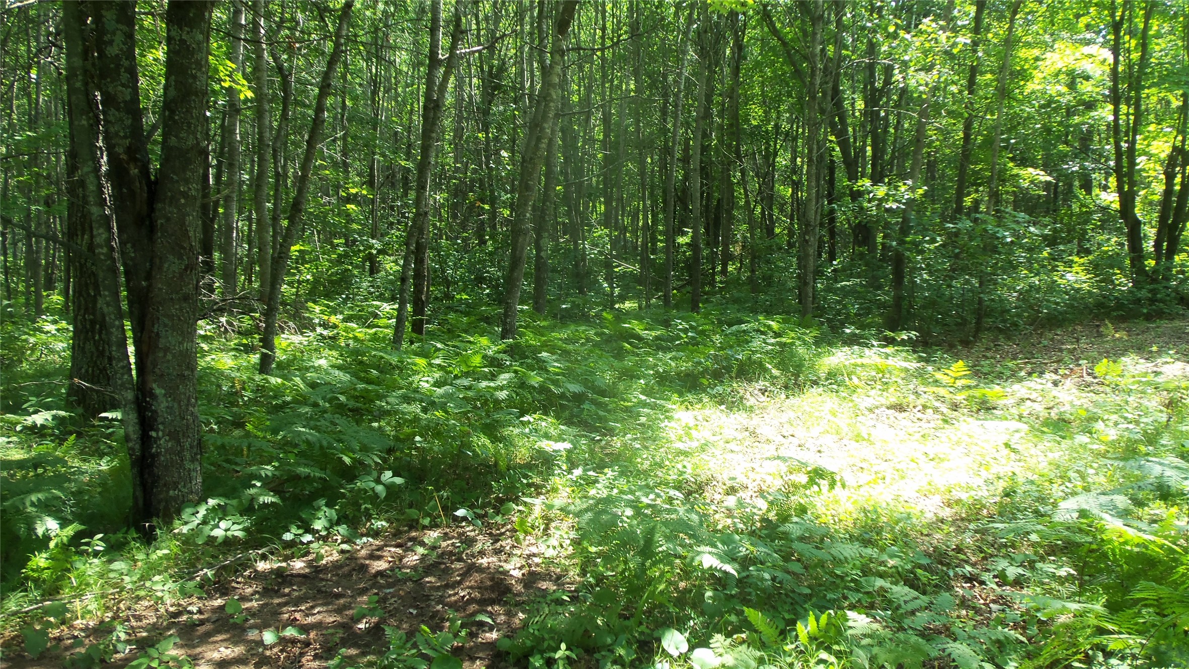 Lot 4 Birch Tree Trail Property Photo 7