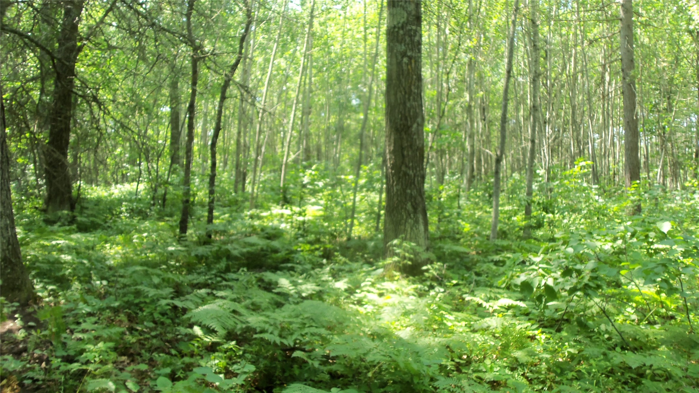 Lot 4 Birch Tree Trail Property Photo 8