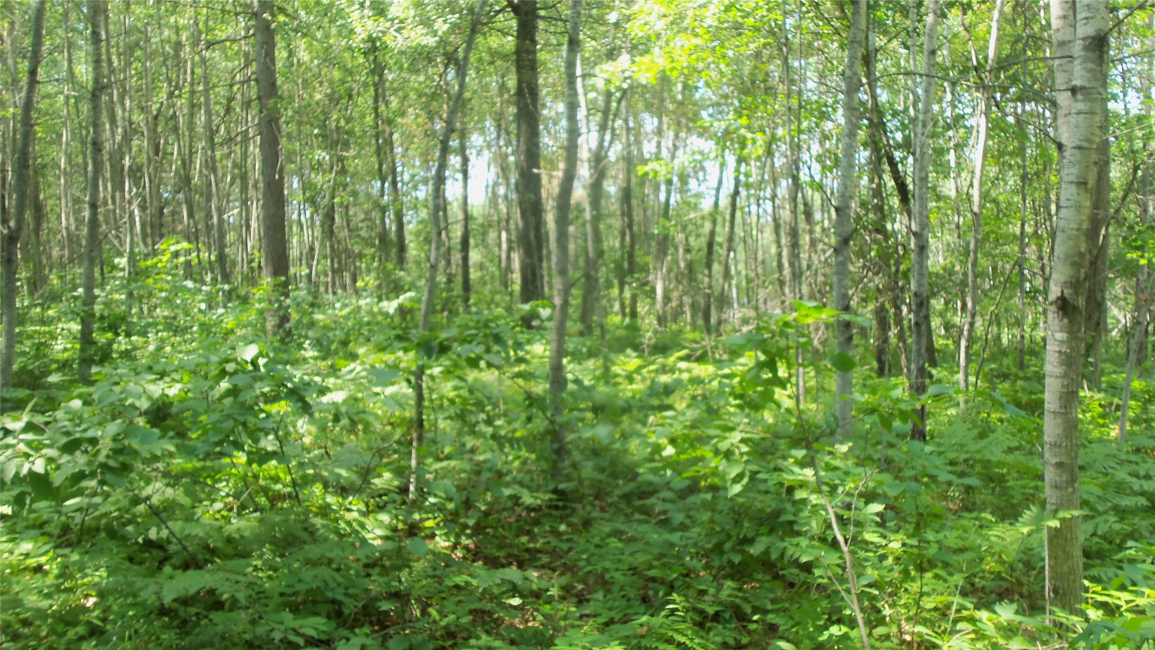 Lot 4 Birch Tree Trail Property Photo 9