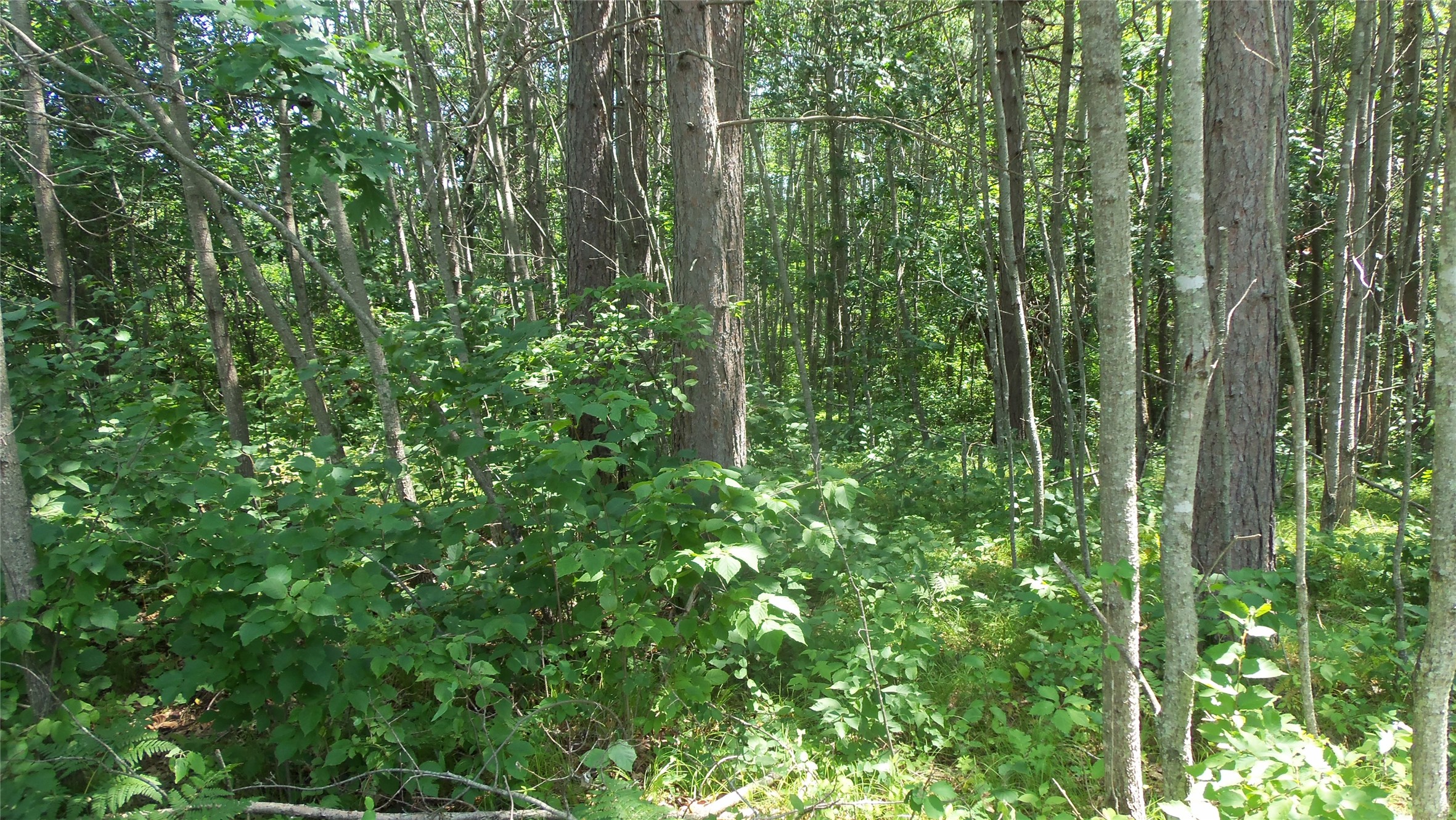 Lot 6 Birch Tree Trail Property Photo 3