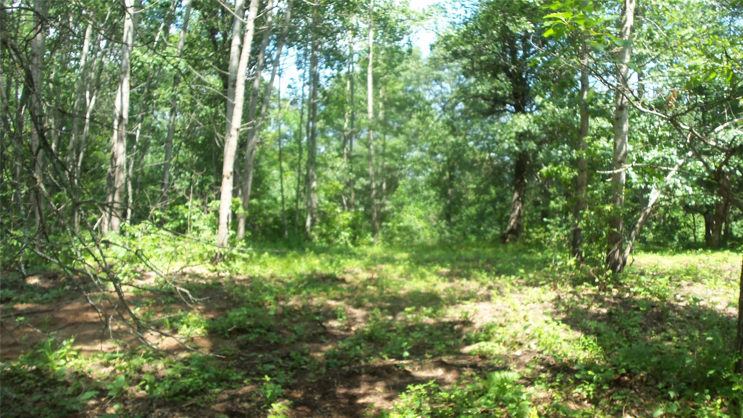 Lot 6 Birch Tree Trail Property Photo 6