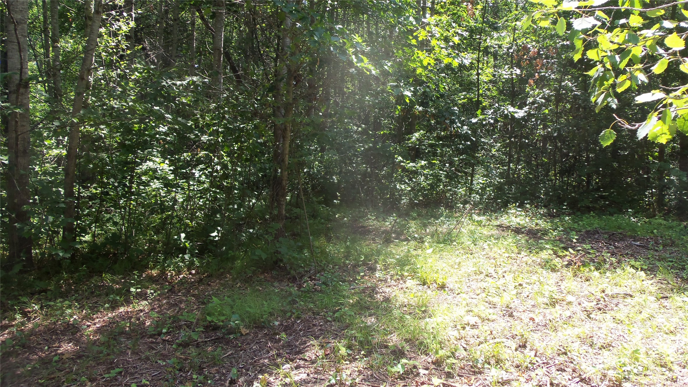 Lot 6 Birch Tree Trail Property Photo 7