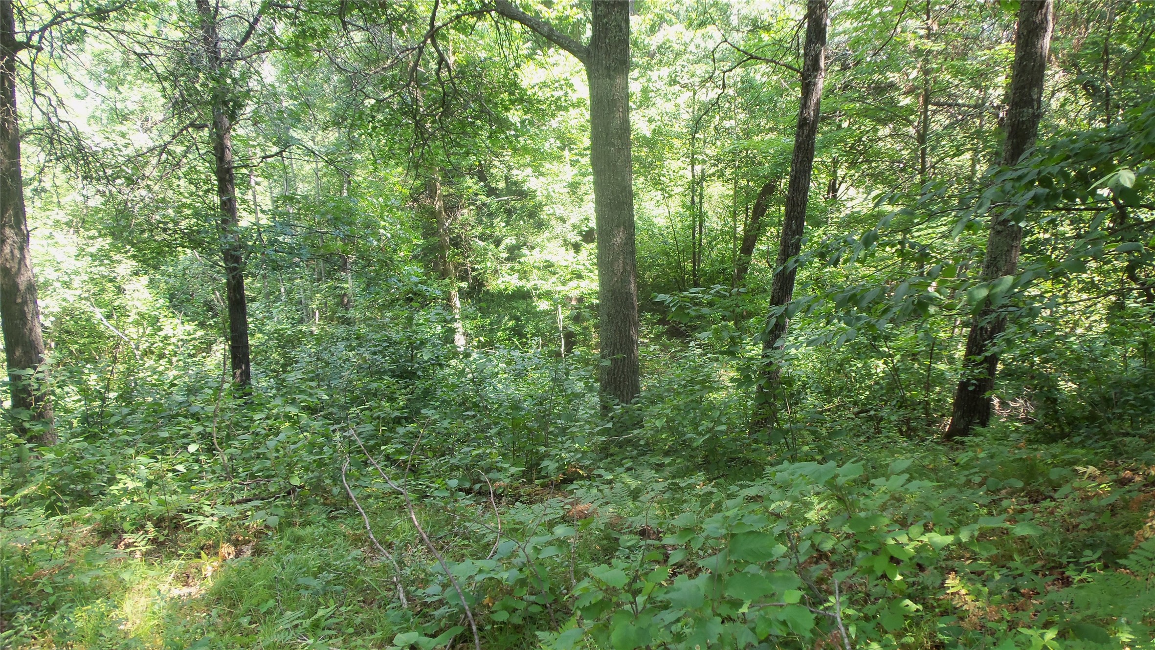 Lot 6 Birch Tree Trail Property Photo 9