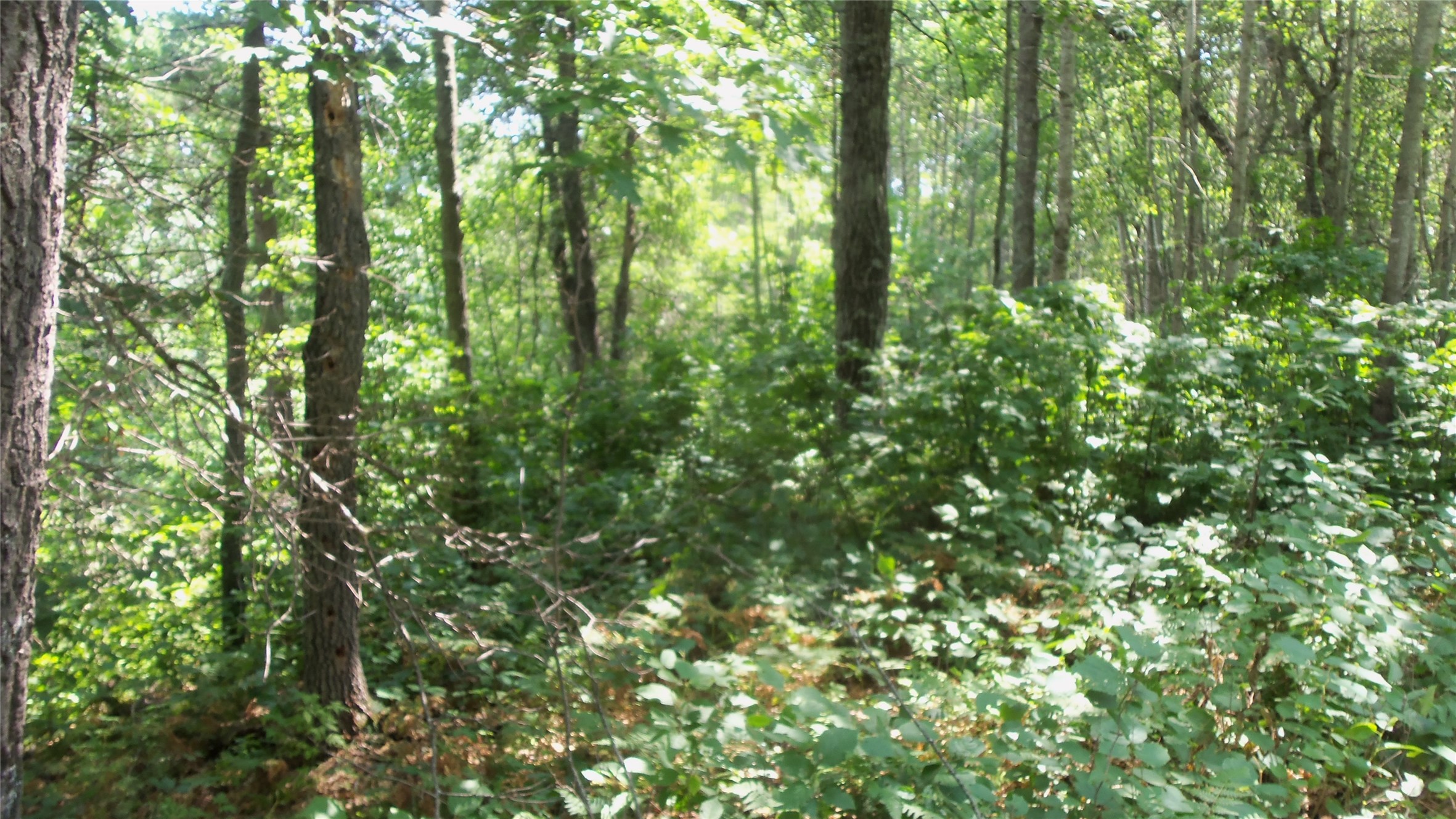 Lot 6 Birch Tree Trail Property Photo 10
