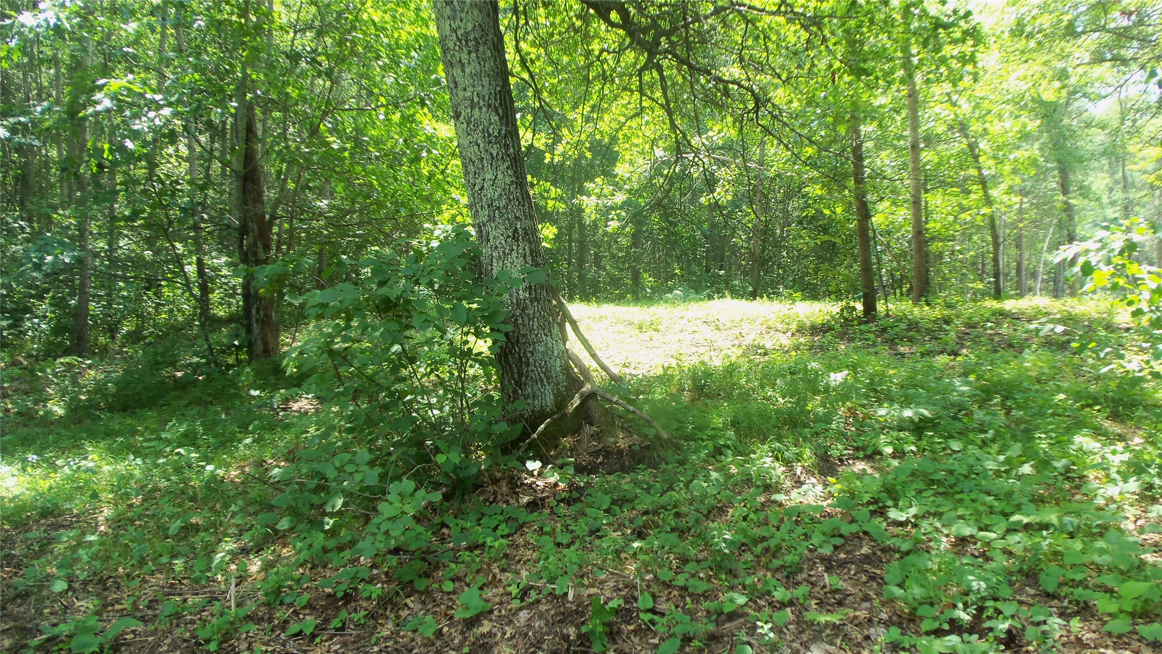 Lot 6 Birch Tree Trail Property Photo 11