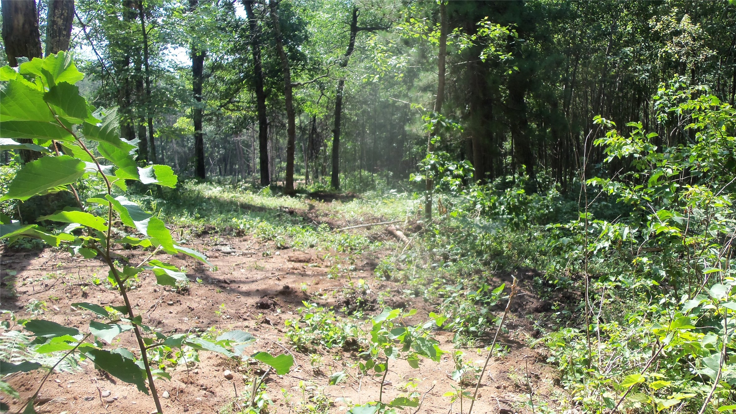 Lot 7 Birch Tree Trail Property Photo 8