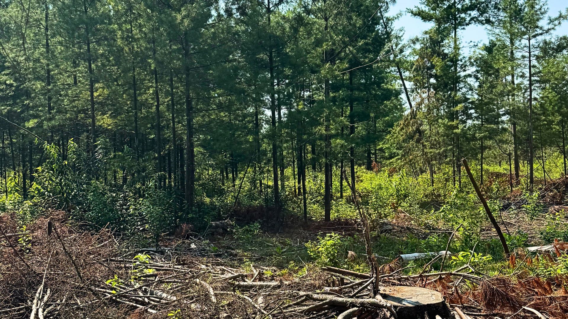Xx State Highway 79 Property Photo 36