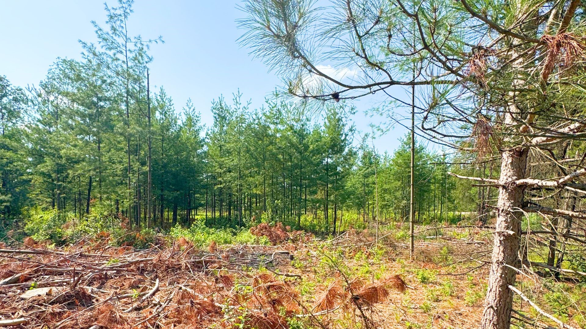 Xx State Highway 79 Property Photo 37