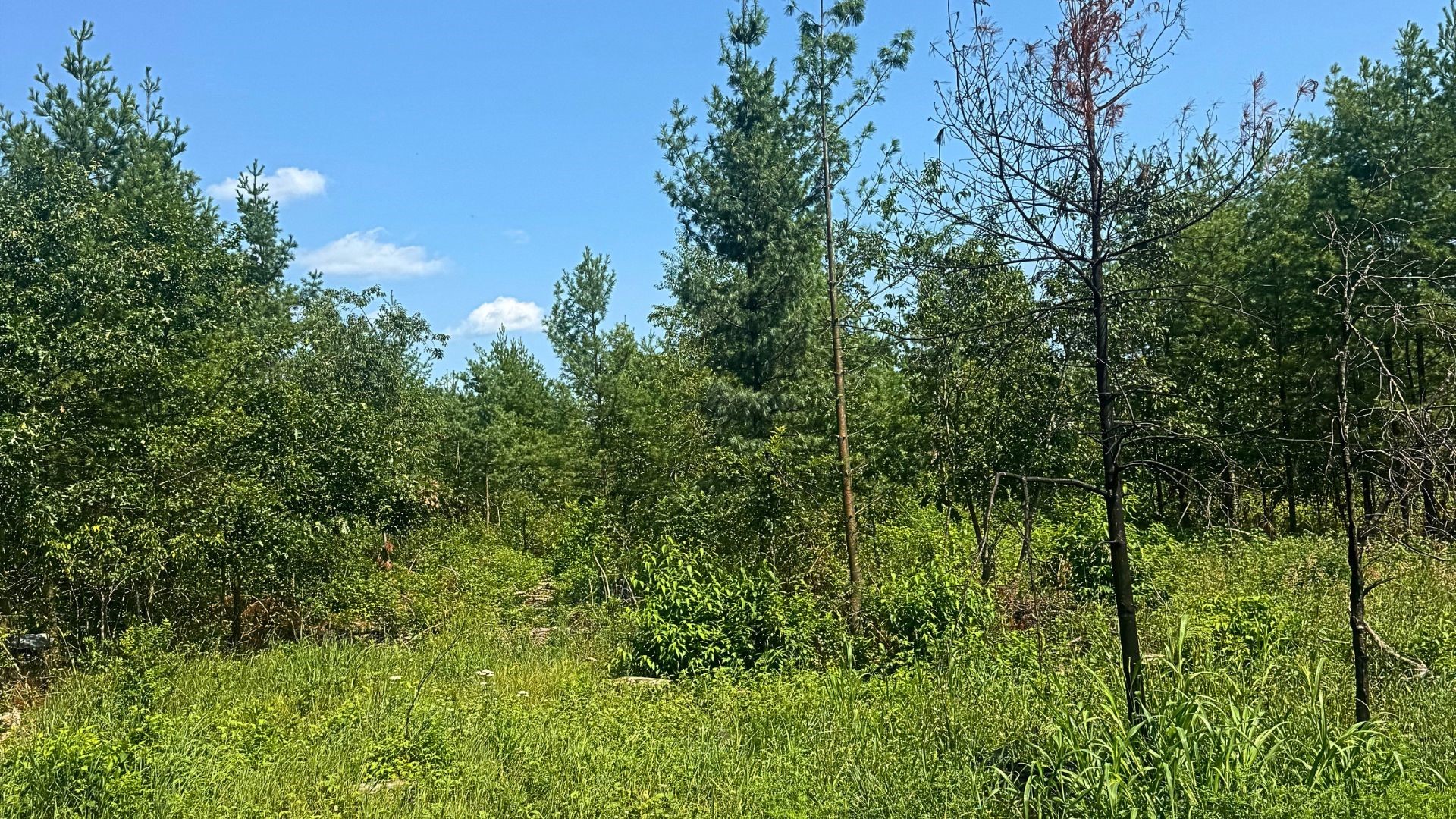 Xx State Highway 79 Property Photo 57